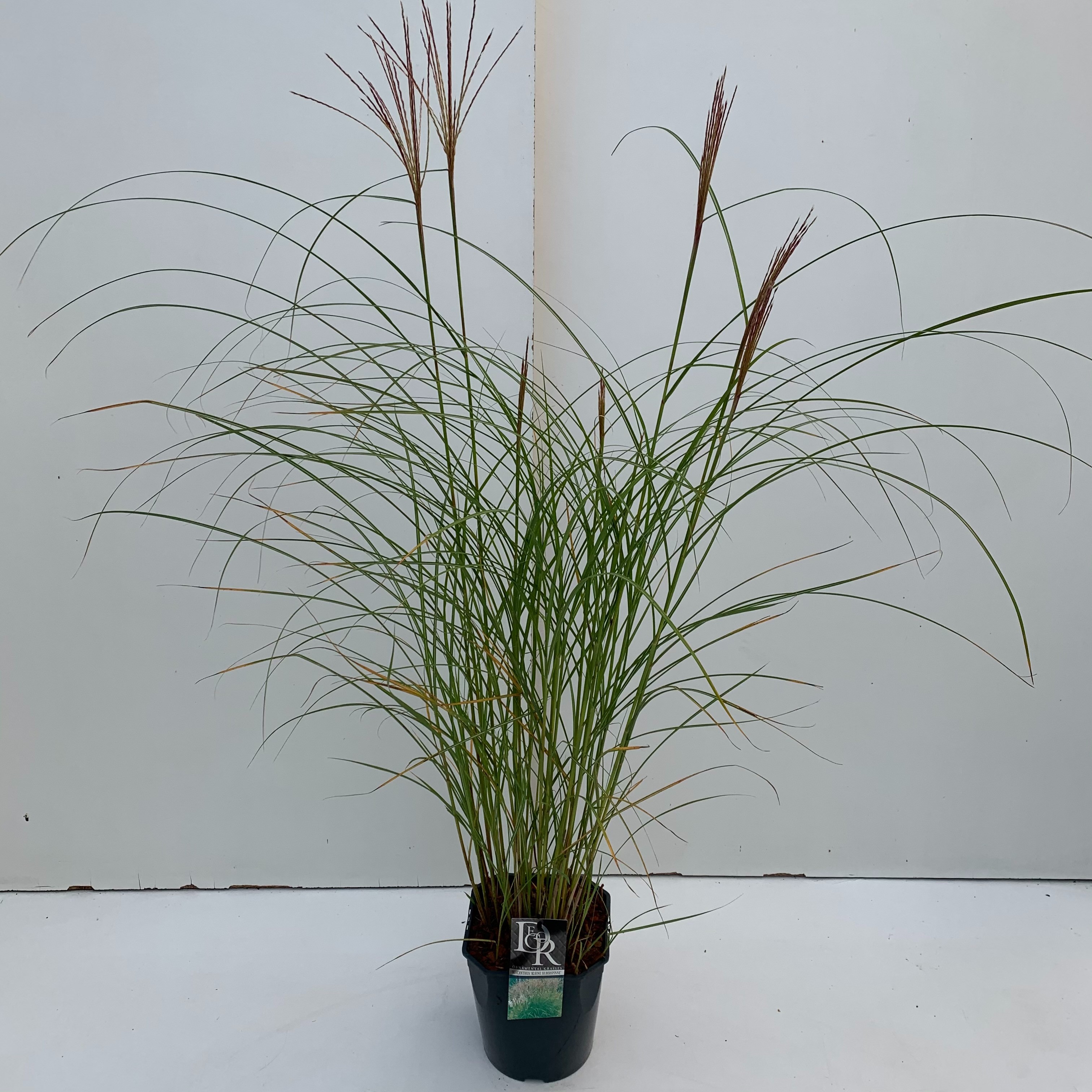 Picture of Miscanthus Kleine Silberspinne P23 (5 Ltr) SQUARE (LOOSE)