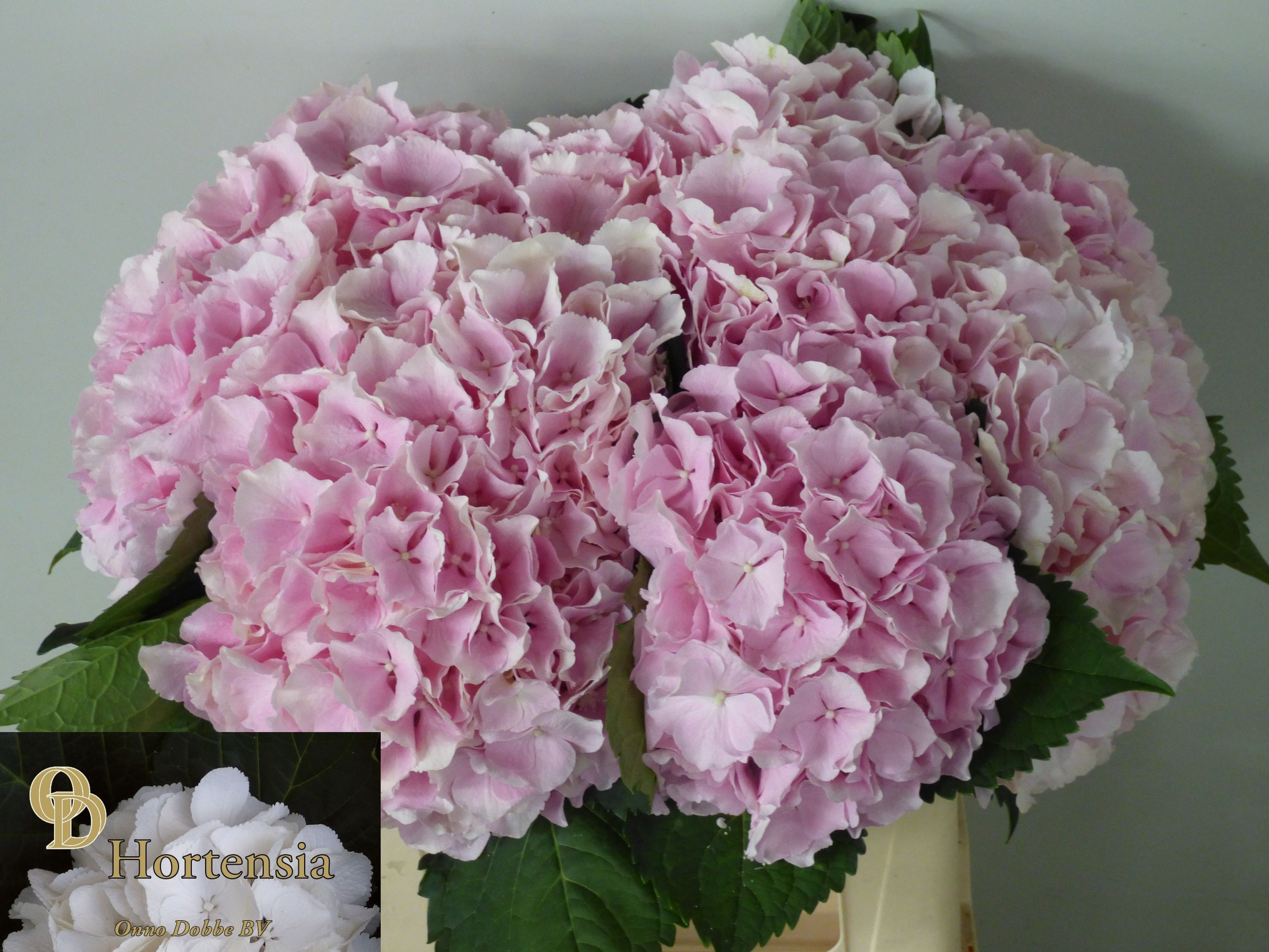 Hydrangea Verena Pink 40cm 23Ø