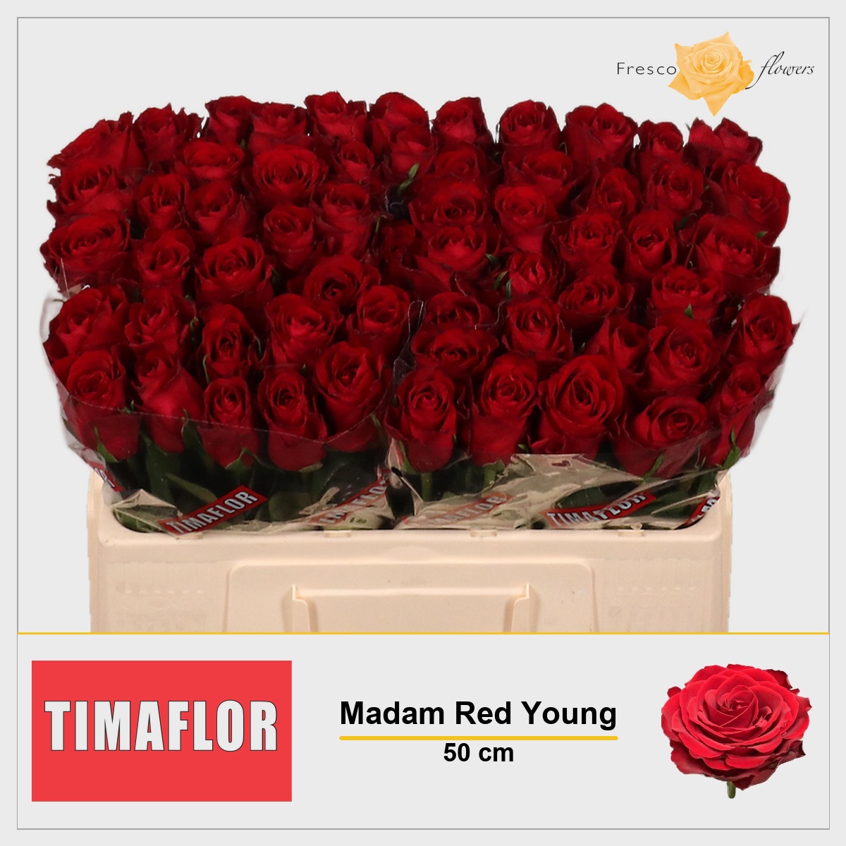 Rosa Madam Red 50cm