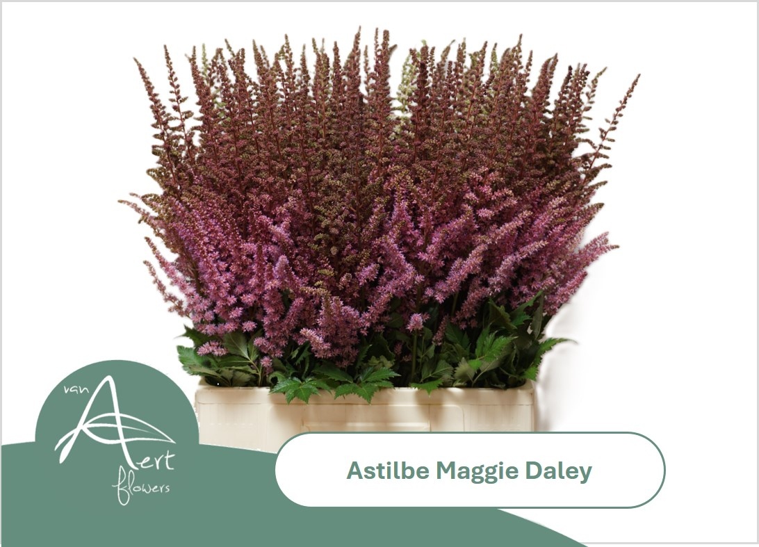 Astil Maggie Daley