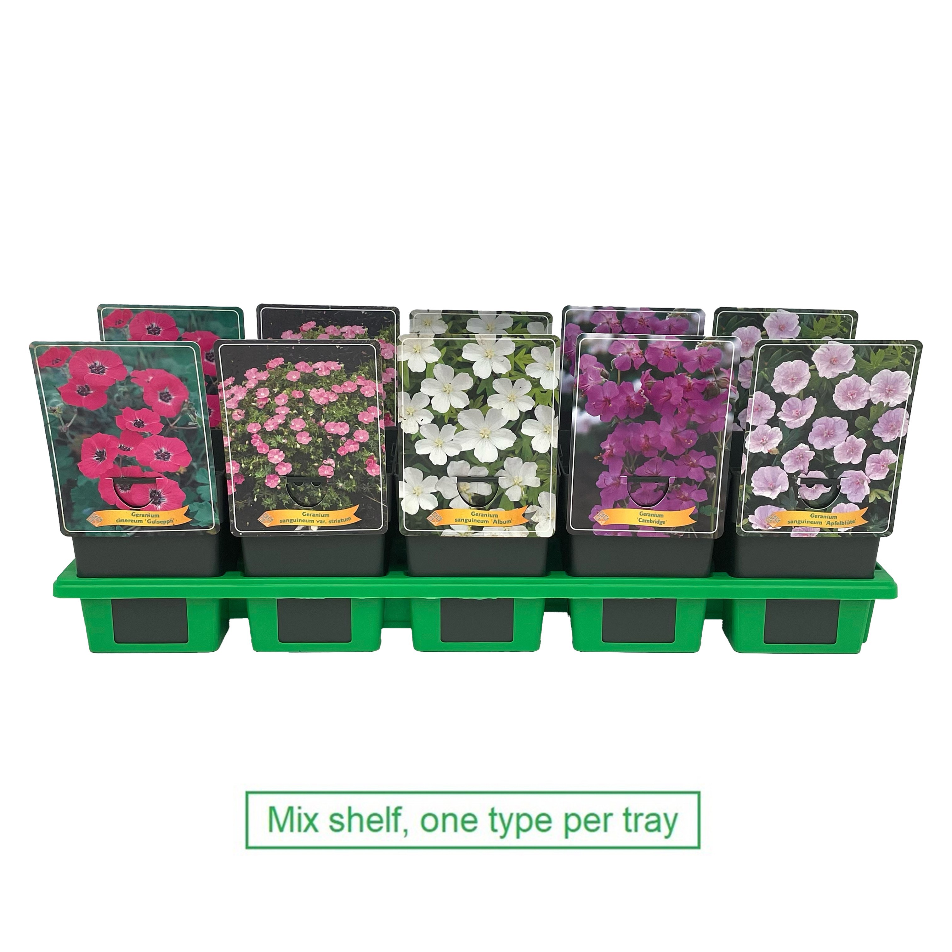 Picture of Geranium Mix 6x10 srt. per shelve P11