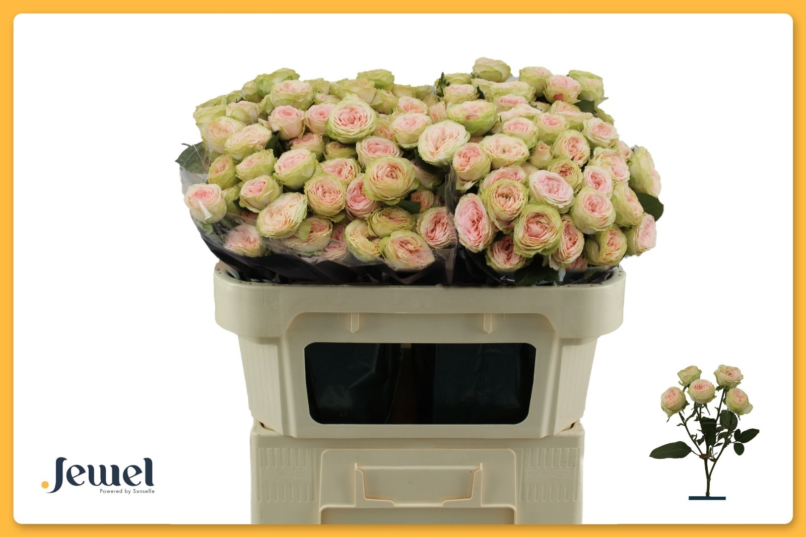 Rosa Spr Sweet Giselle 70cm