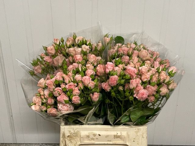 Rosa Spr Lydia 40cm