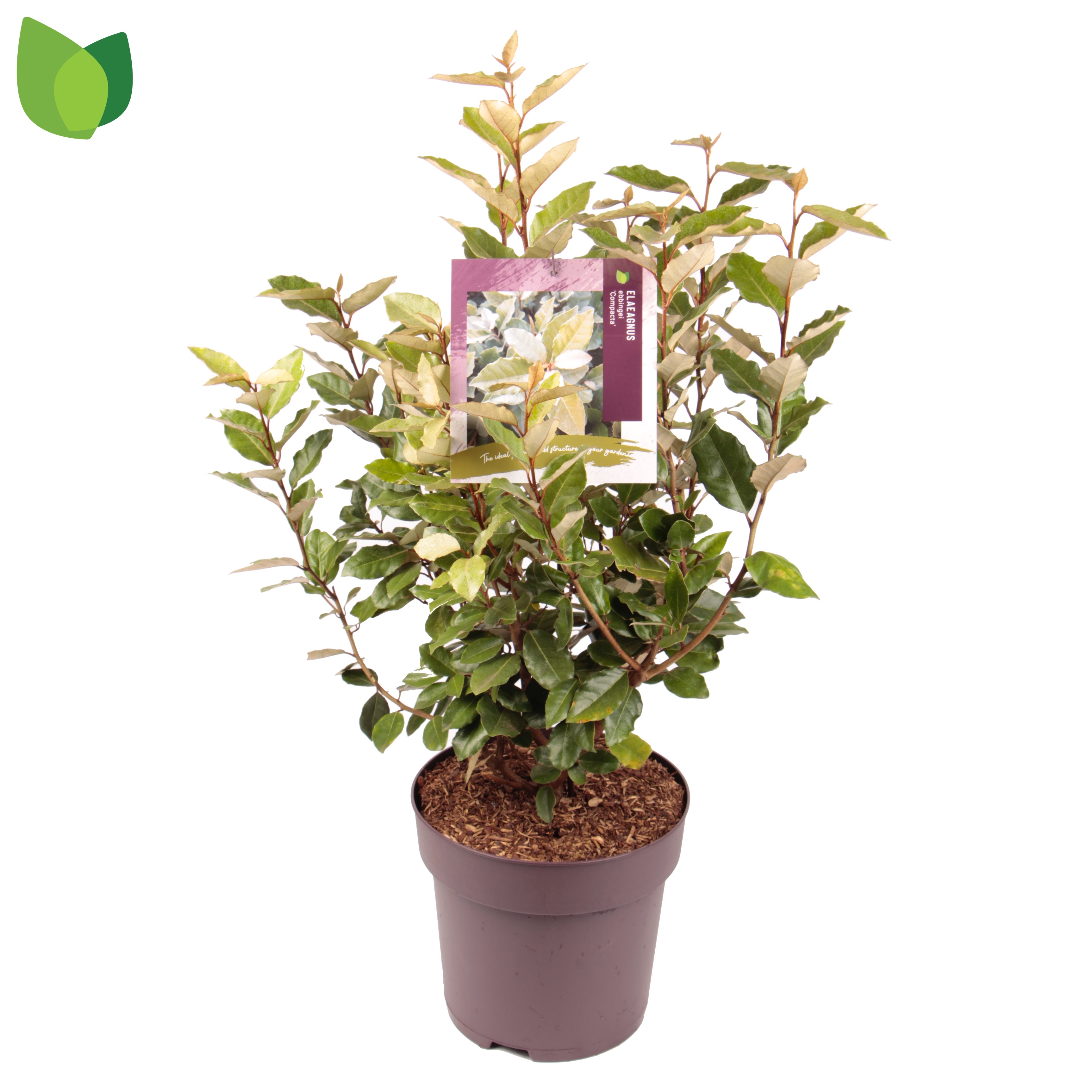 Picture of Elaeagnus ebb. Compacta P29 (10 Ltr) (LOOSE)