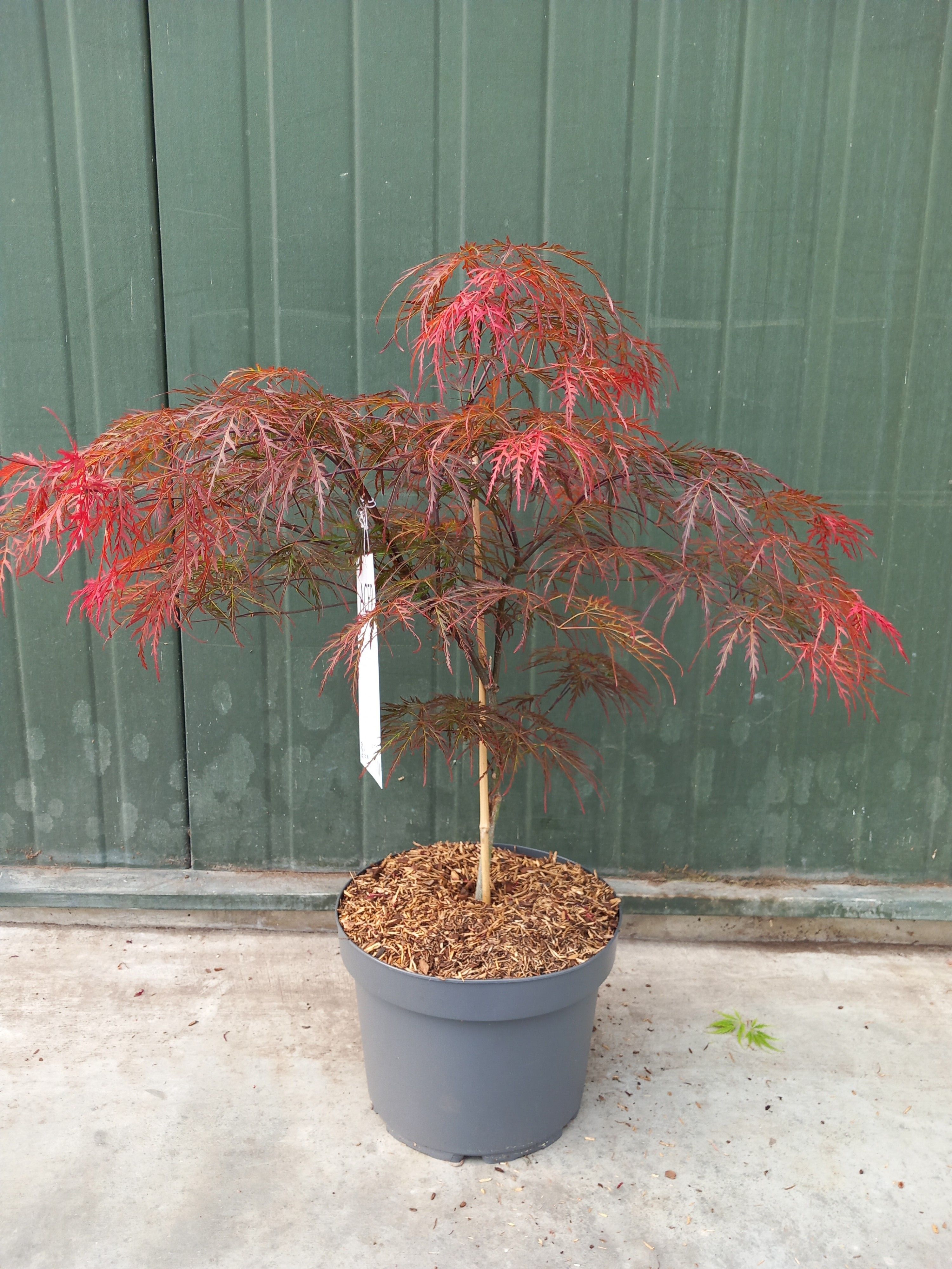 Picture of Acer palmatum Garnet