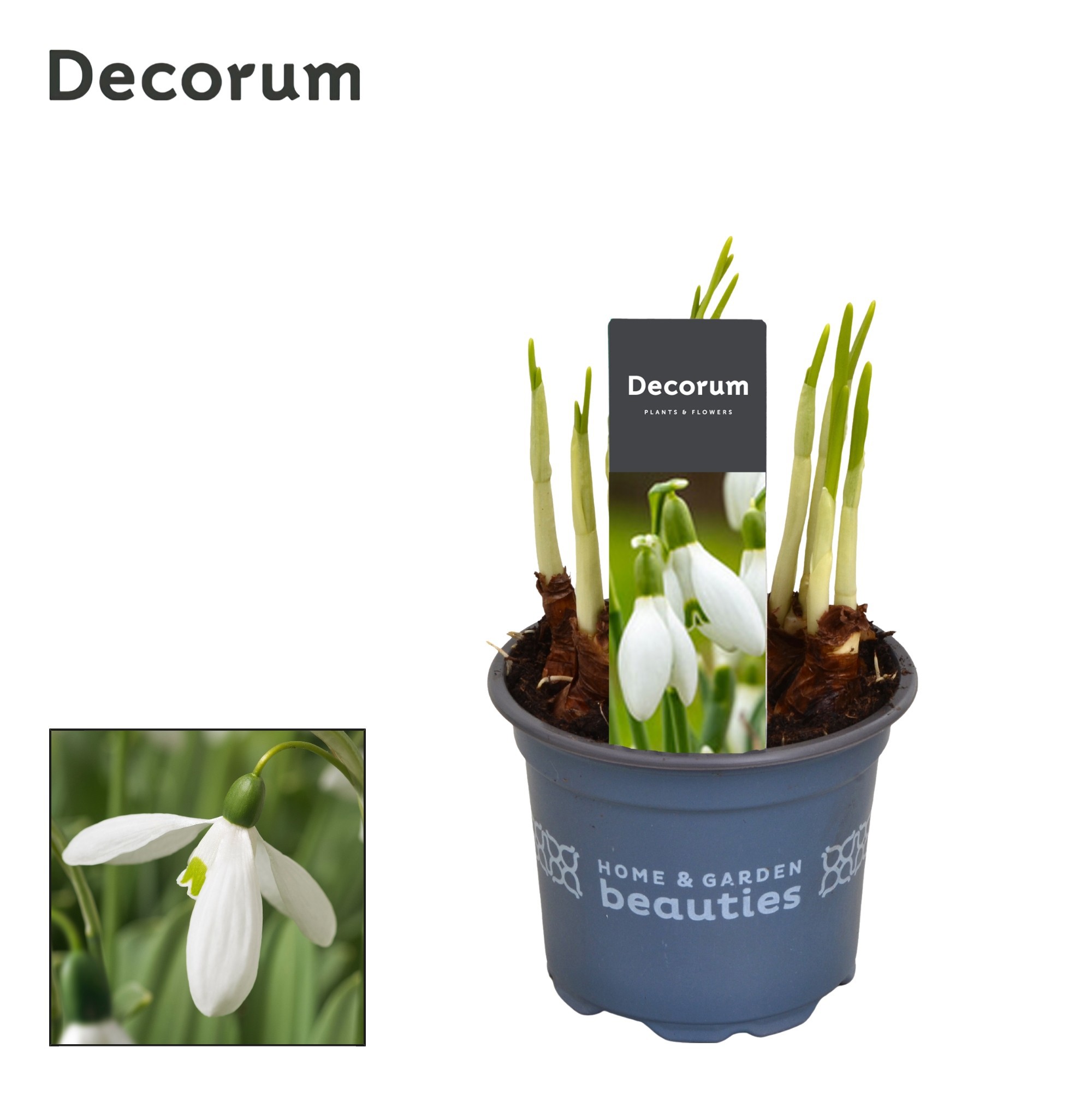 Galanthus Mount Everest (sneeuwklokje)