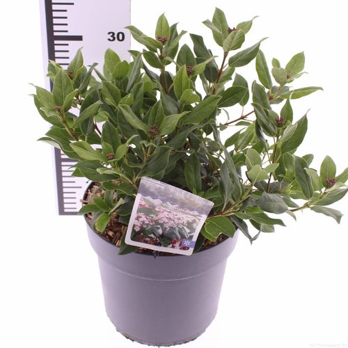 Viburnum tinus 'Gwenllian' p21 Snepvangers
