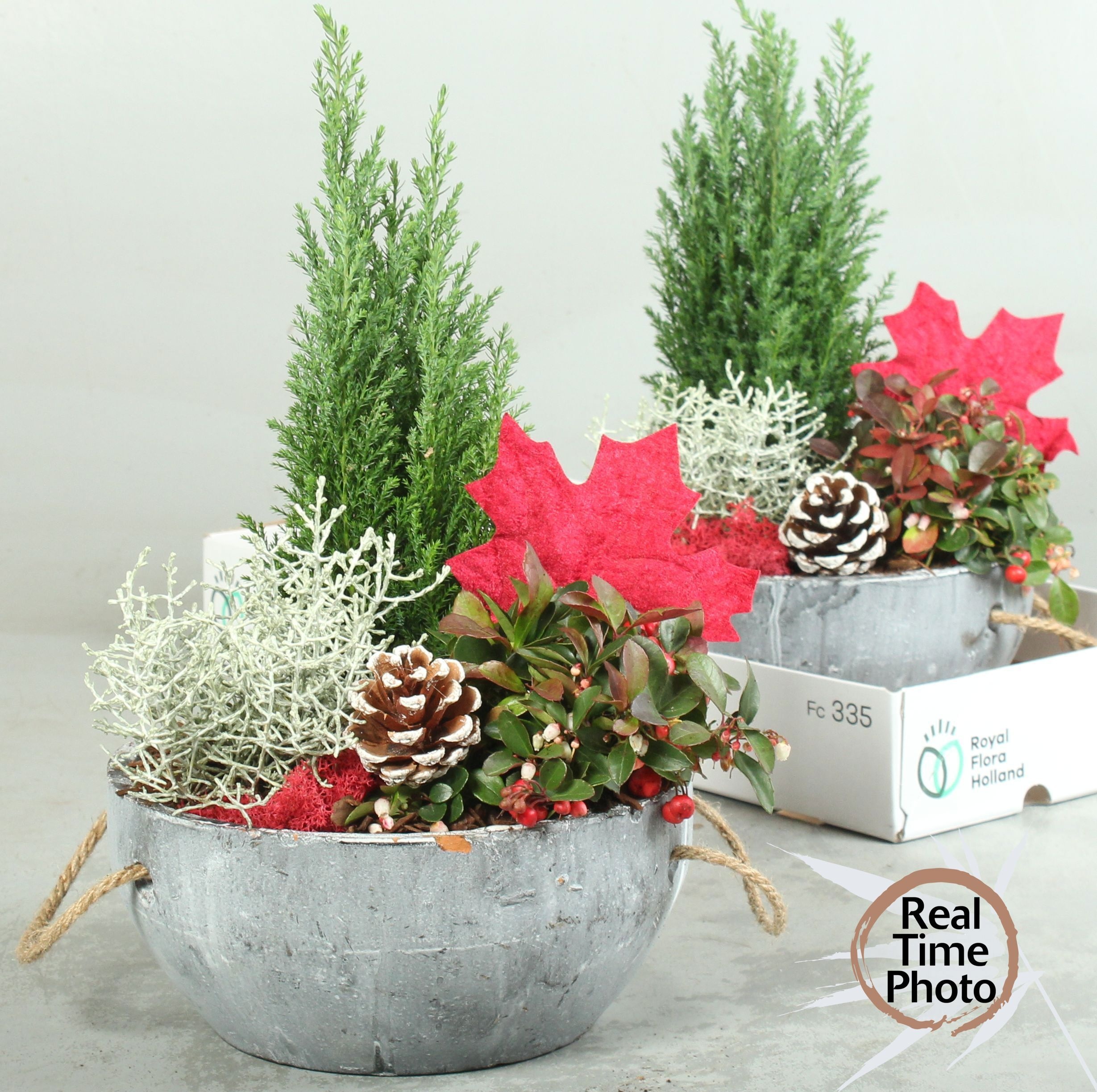 Arrangement Garden Plants 24Ø 35cm