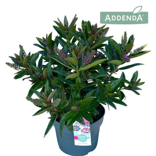Hebe Hebedonna Emma p17 Roest