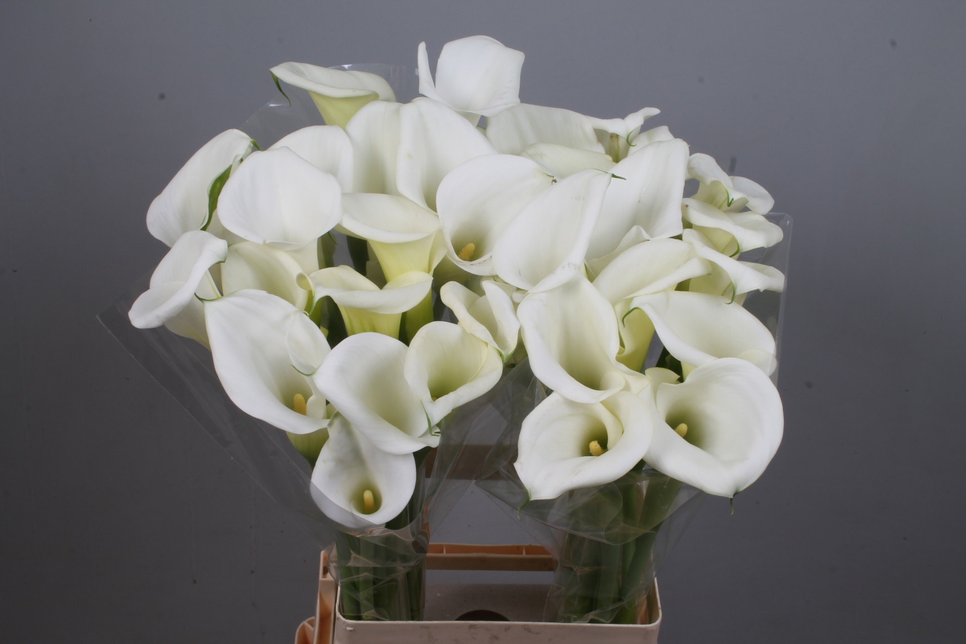 Calla White Art 70cm