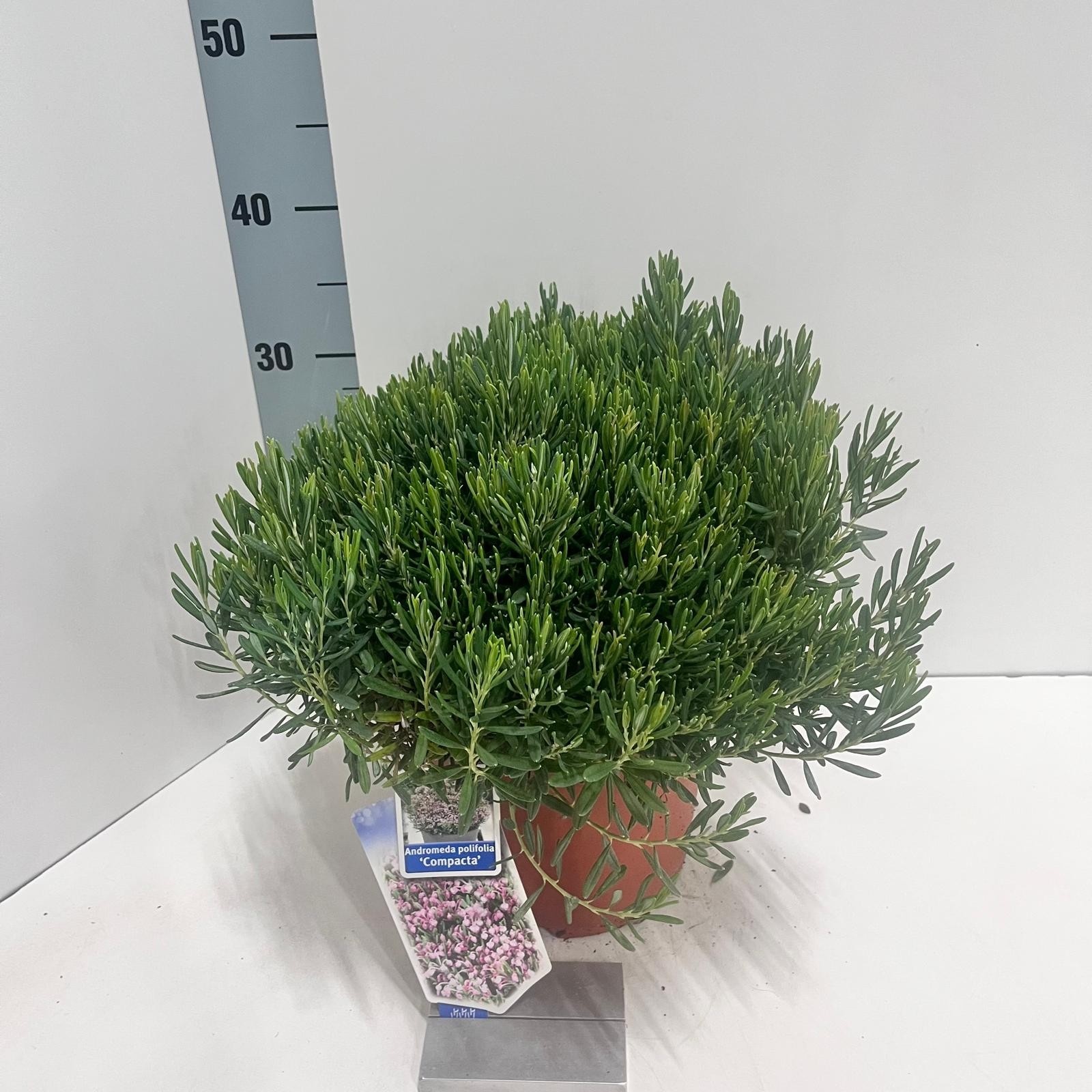 Picture of Andromeda polifolia 'Compacta'
