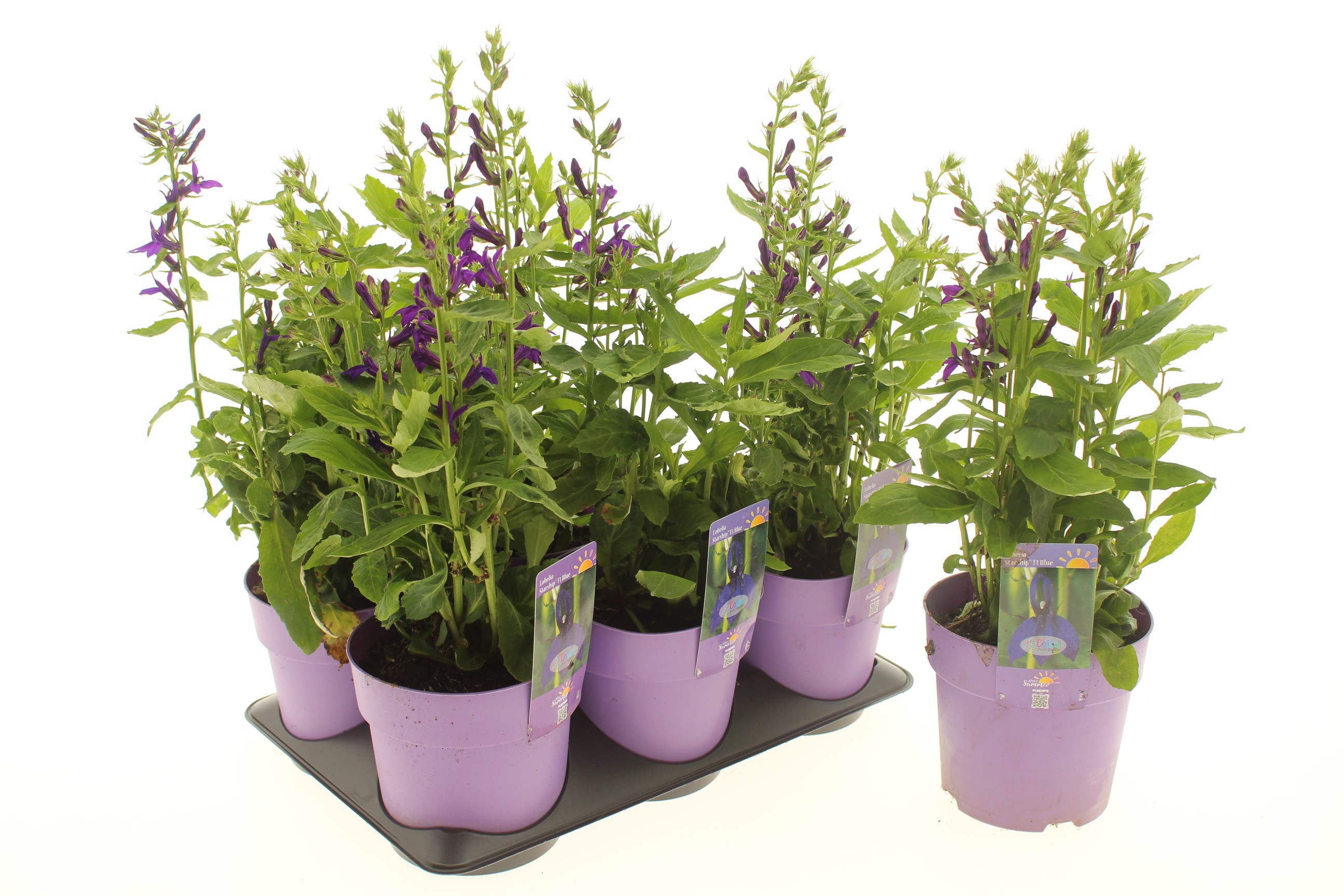Lobelia Starship F1 Blue (After Summer)