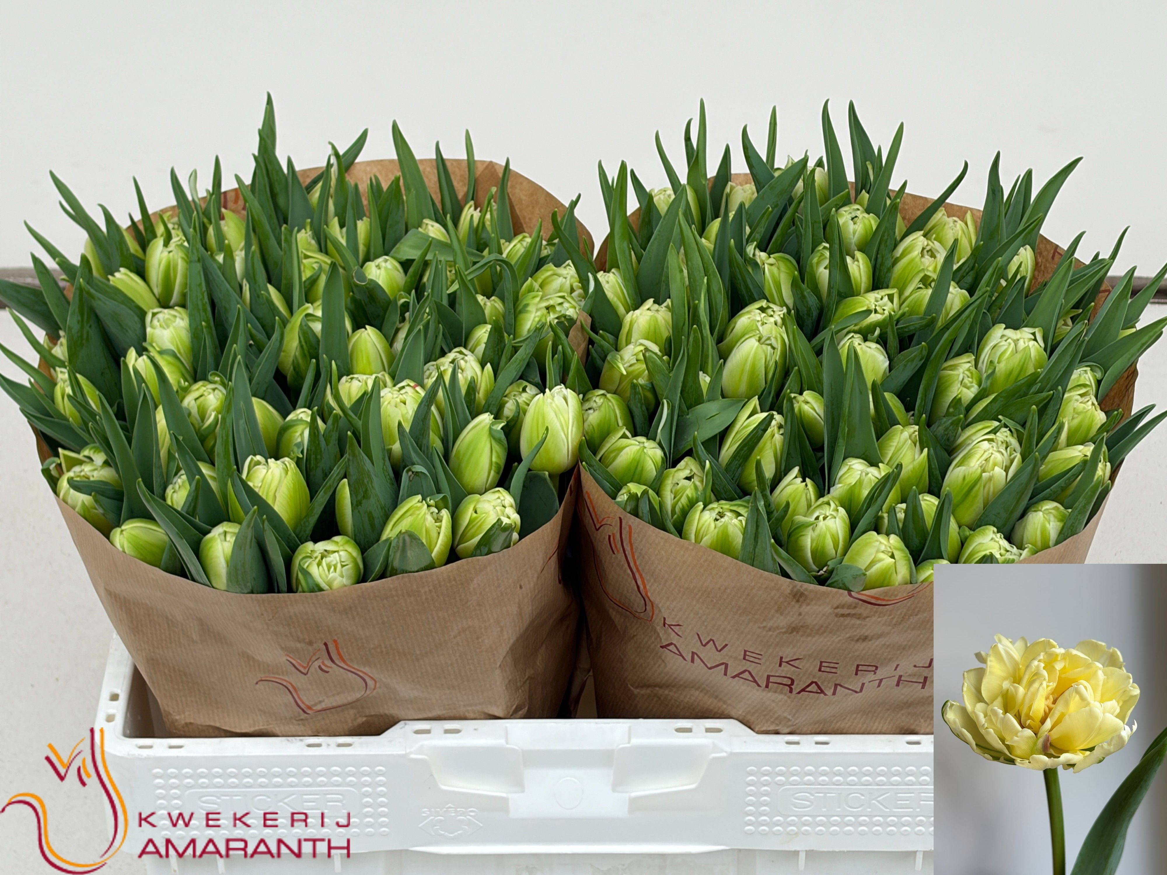 Tulipa Double Avant Garde 38cm 36gram
