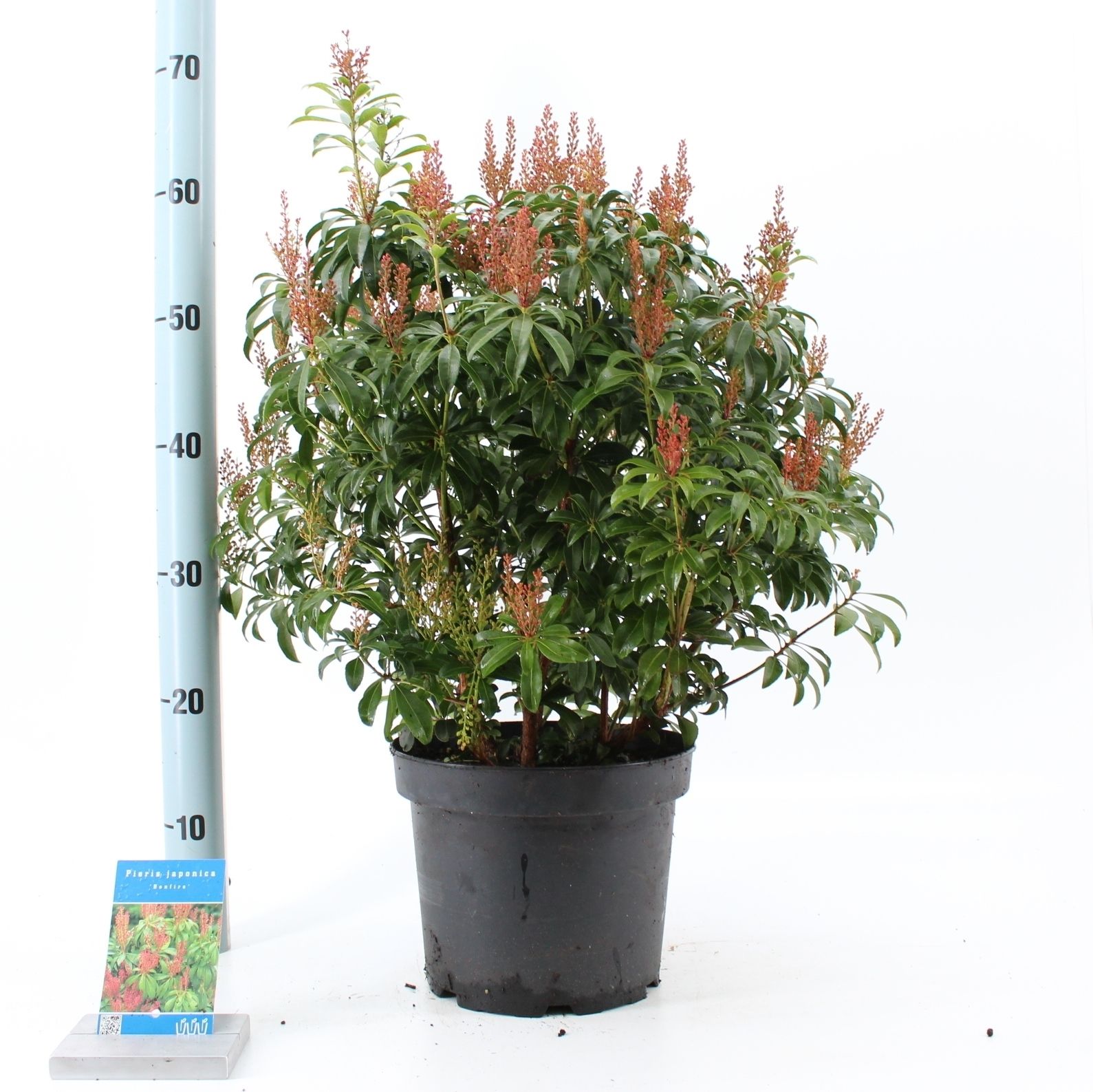 Picture of Pieris jap. 'Bonfire'