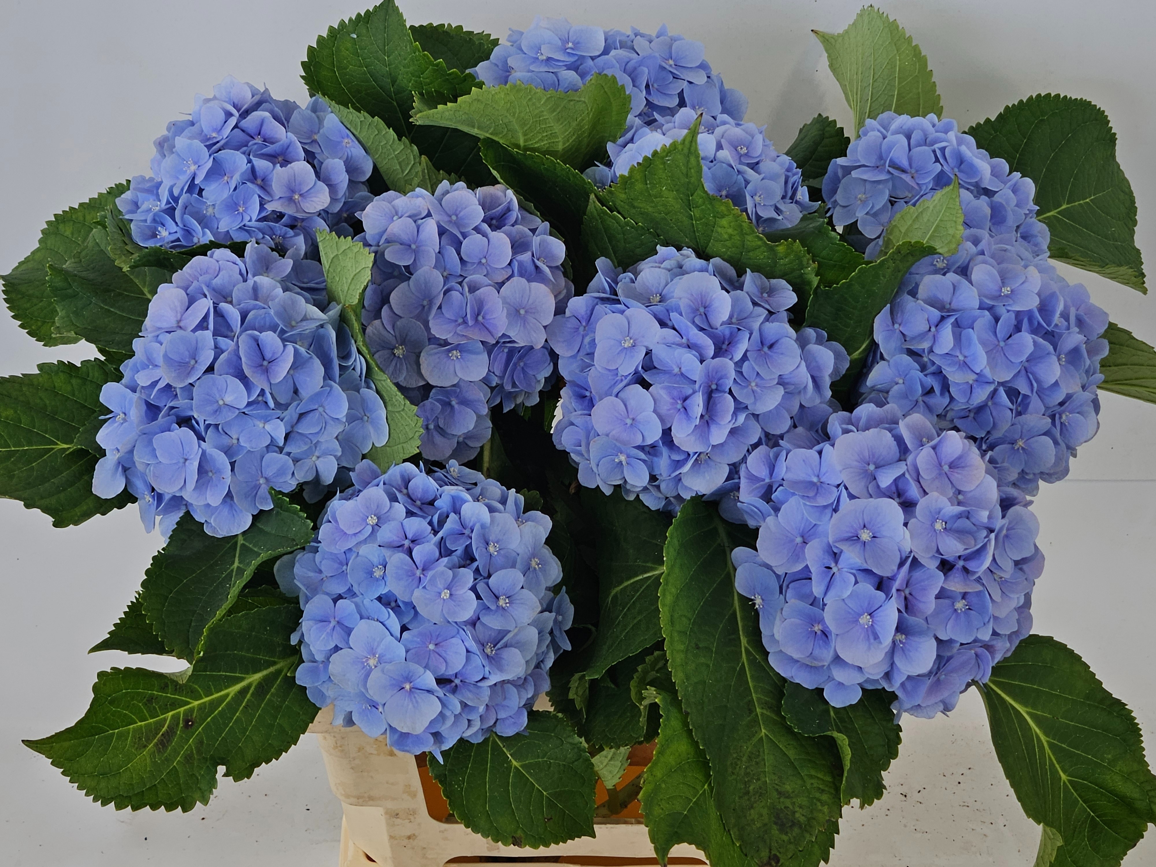 Hydrangea Verena Blue 60cm 15Ø