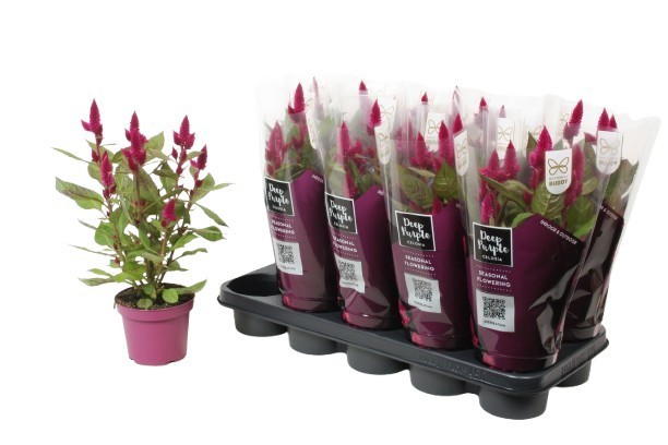 Celosia 'Deep Purple' Caracas with sleeve