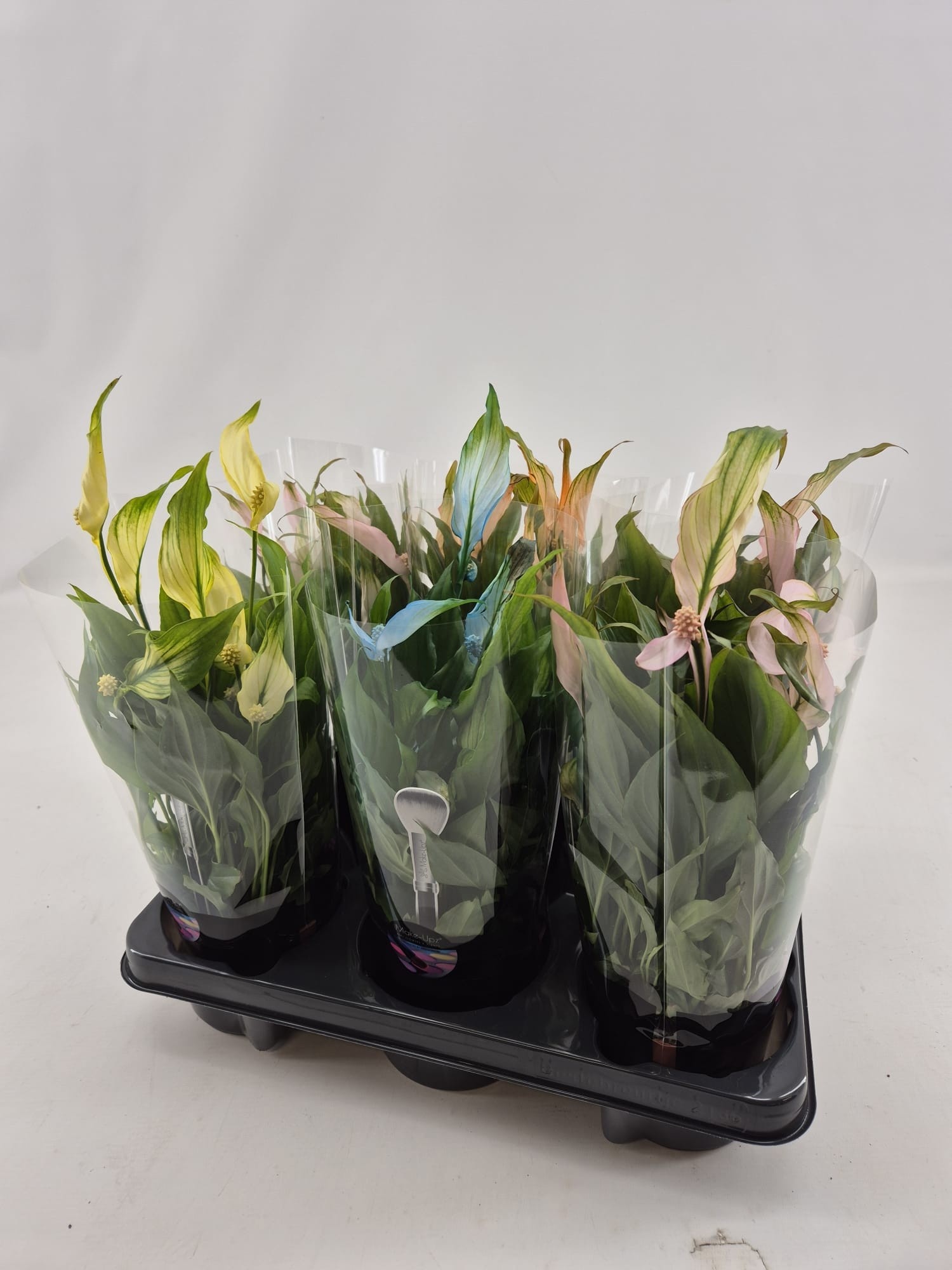 Spath Chopin 510Ø 30cm