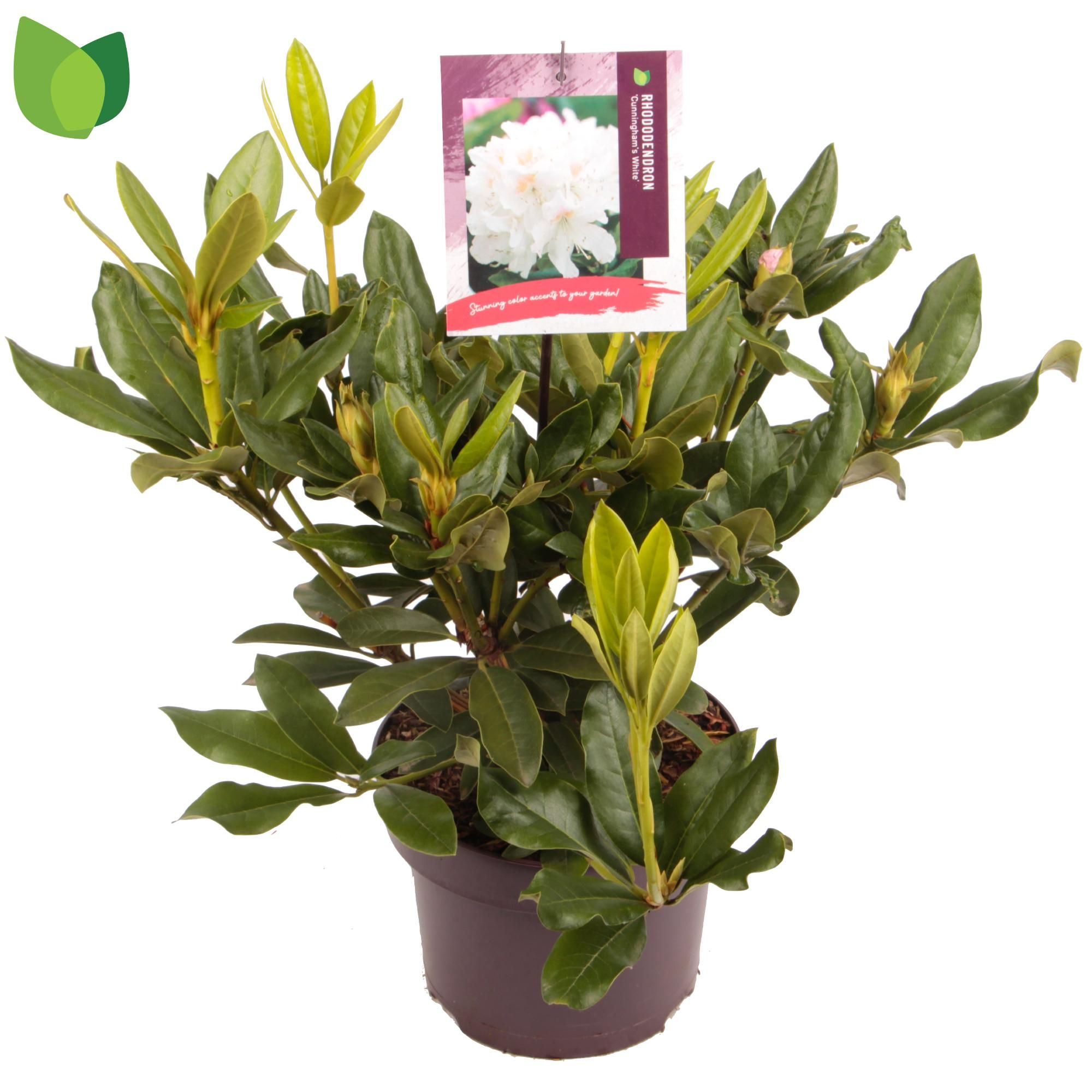 Rhododendron 'Cunningham's White'