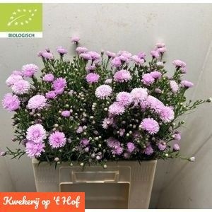Aster Double Dark Pink 60cm 25gram