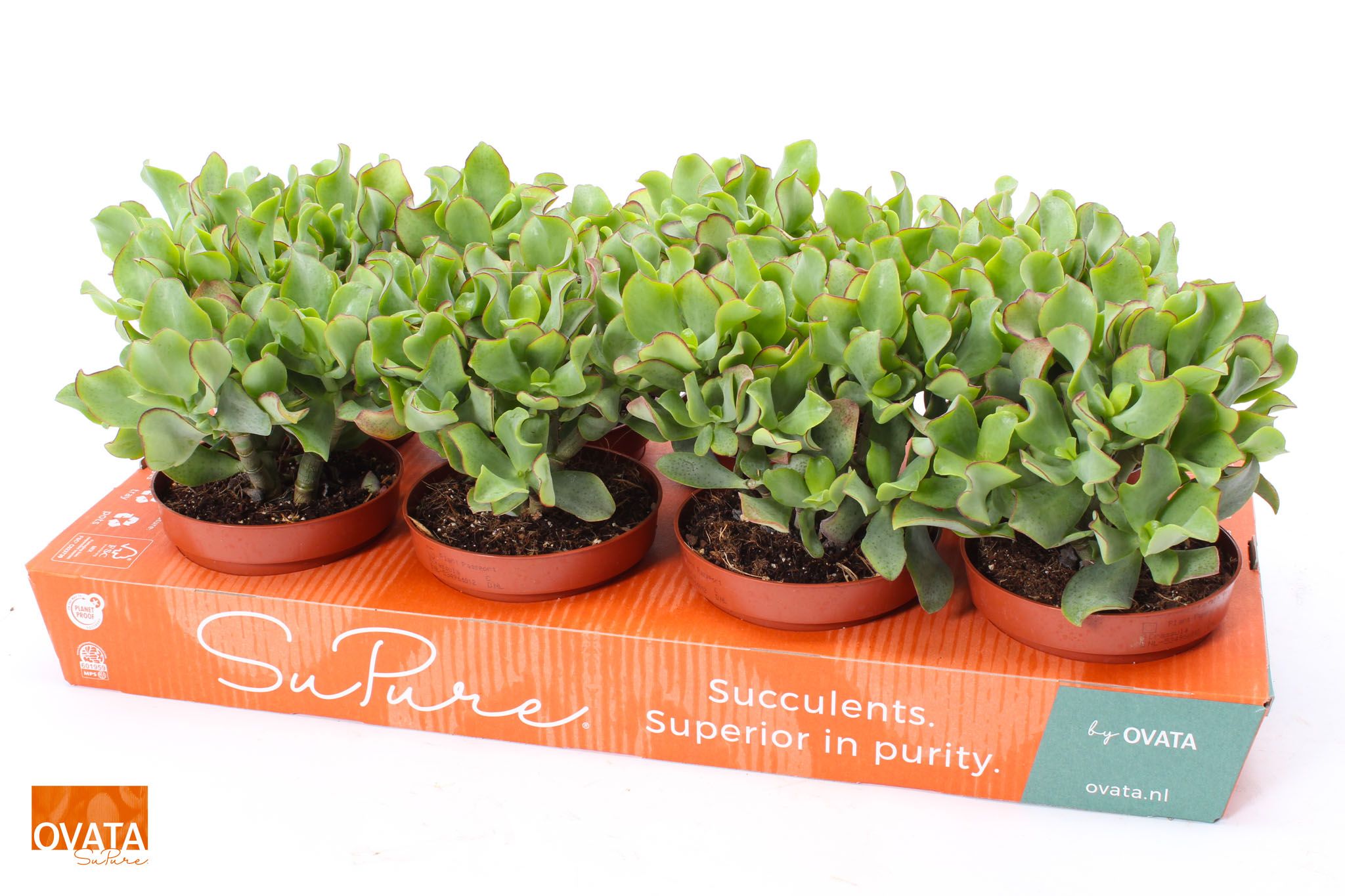 Picture of Crassula curly green 12 WOODS