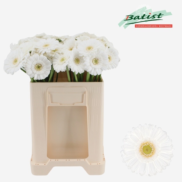 Gerbera Mini Lobby