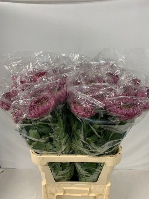 Chr G Bislet Purple 80cm 115gram
