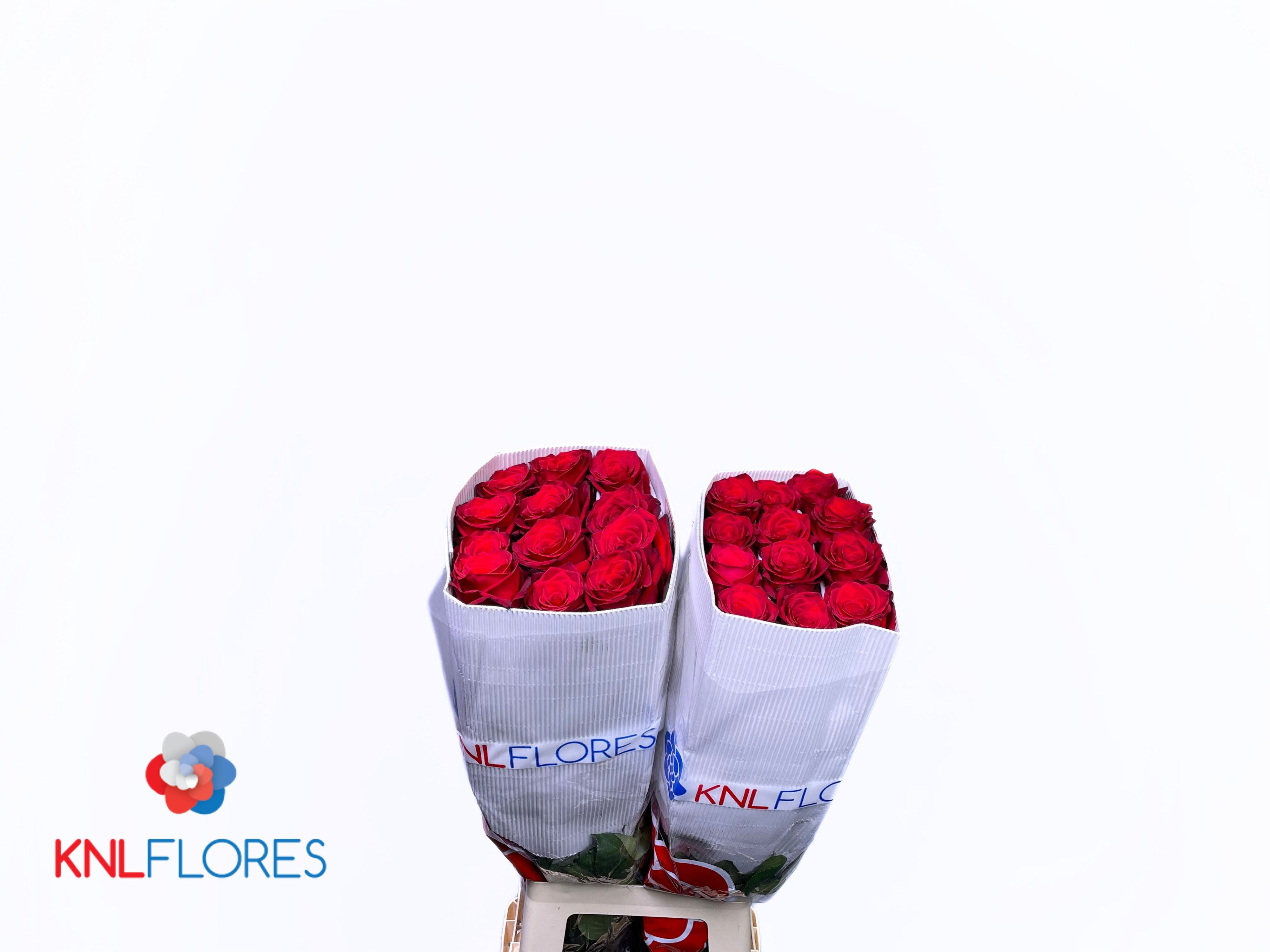Rosa 80cm