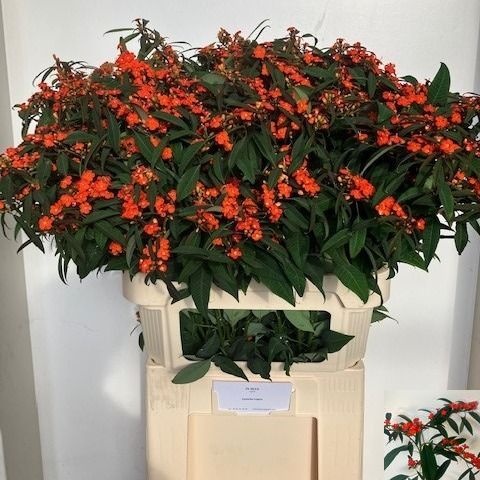 Euphorbia Spray Queen Of Orange 80cm