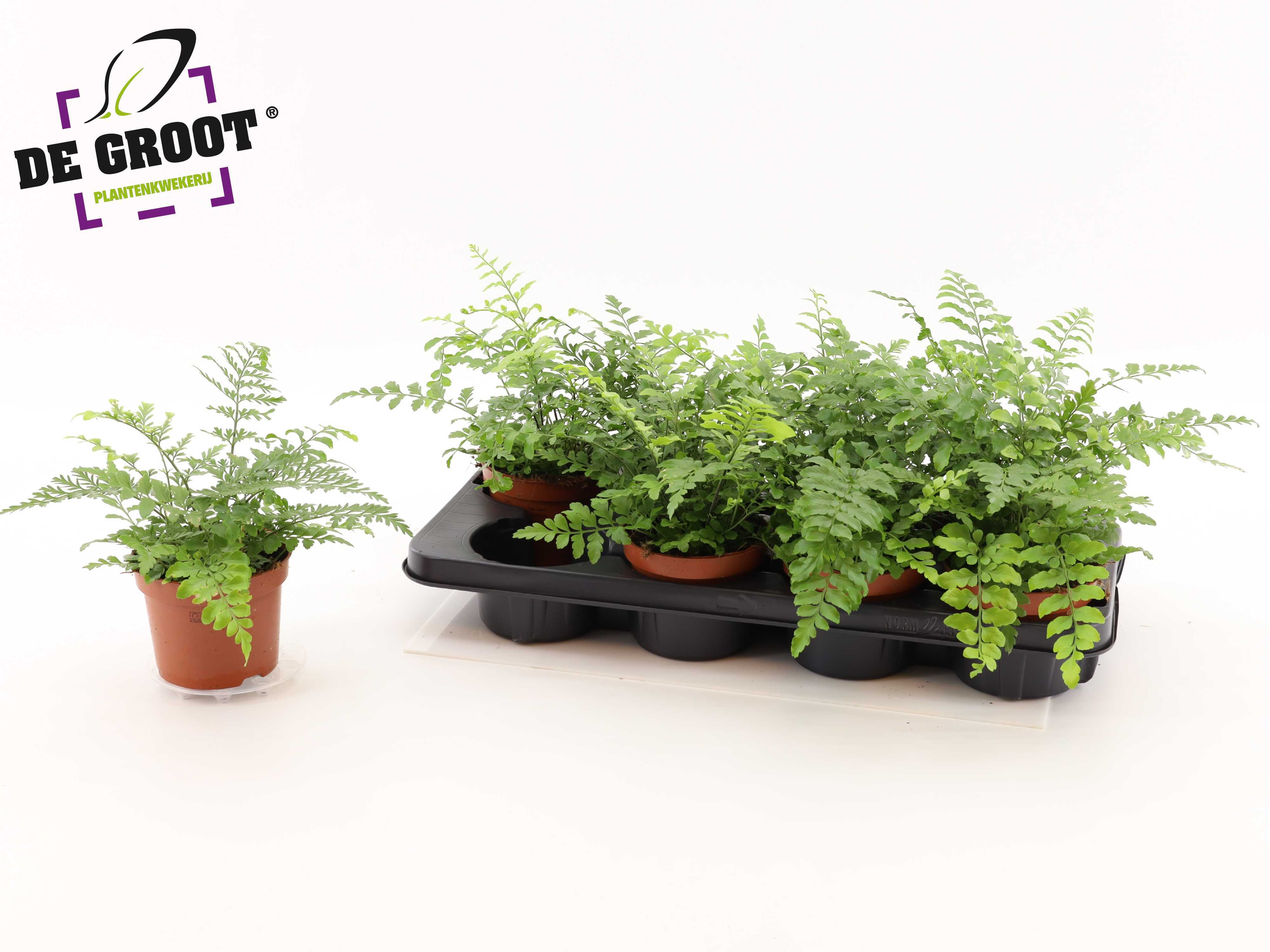 Asple Parvati 12P 25H