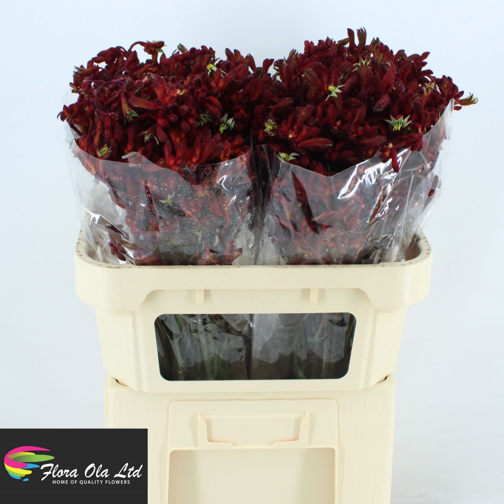 Anigozanthos Red Early Spring 70cm