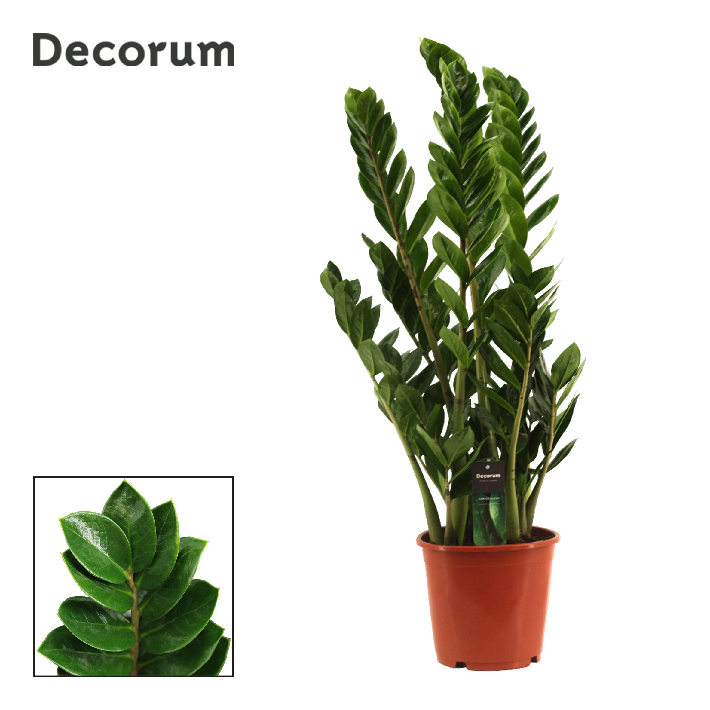 Zamioculcas , 6+ veren (Decorum)