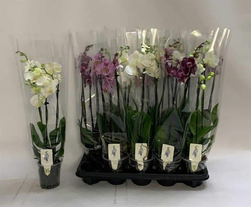 Phalaenopsis Asst 12Ø 60cm