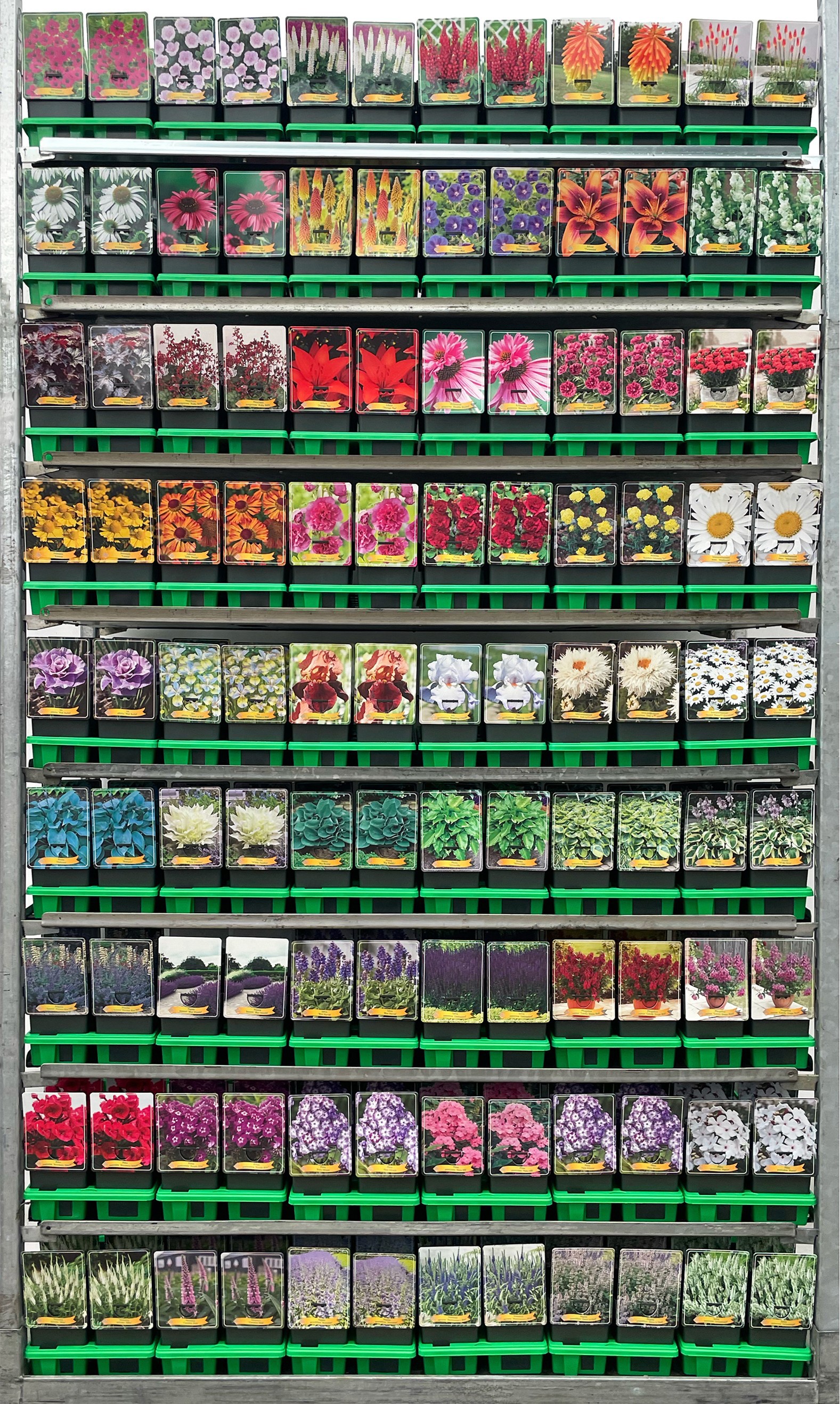 Picture of Supersortiment vaste planten mix CC P11