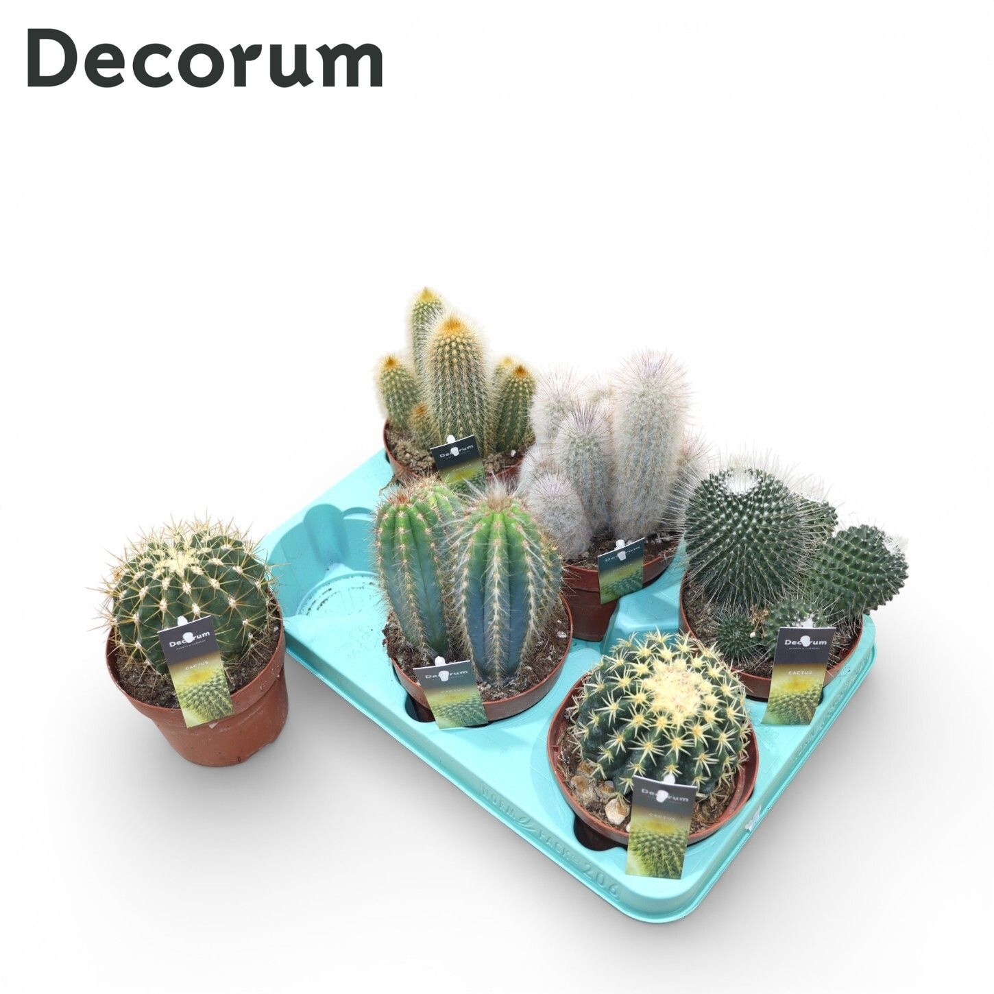Cactus Gem 12P 20H