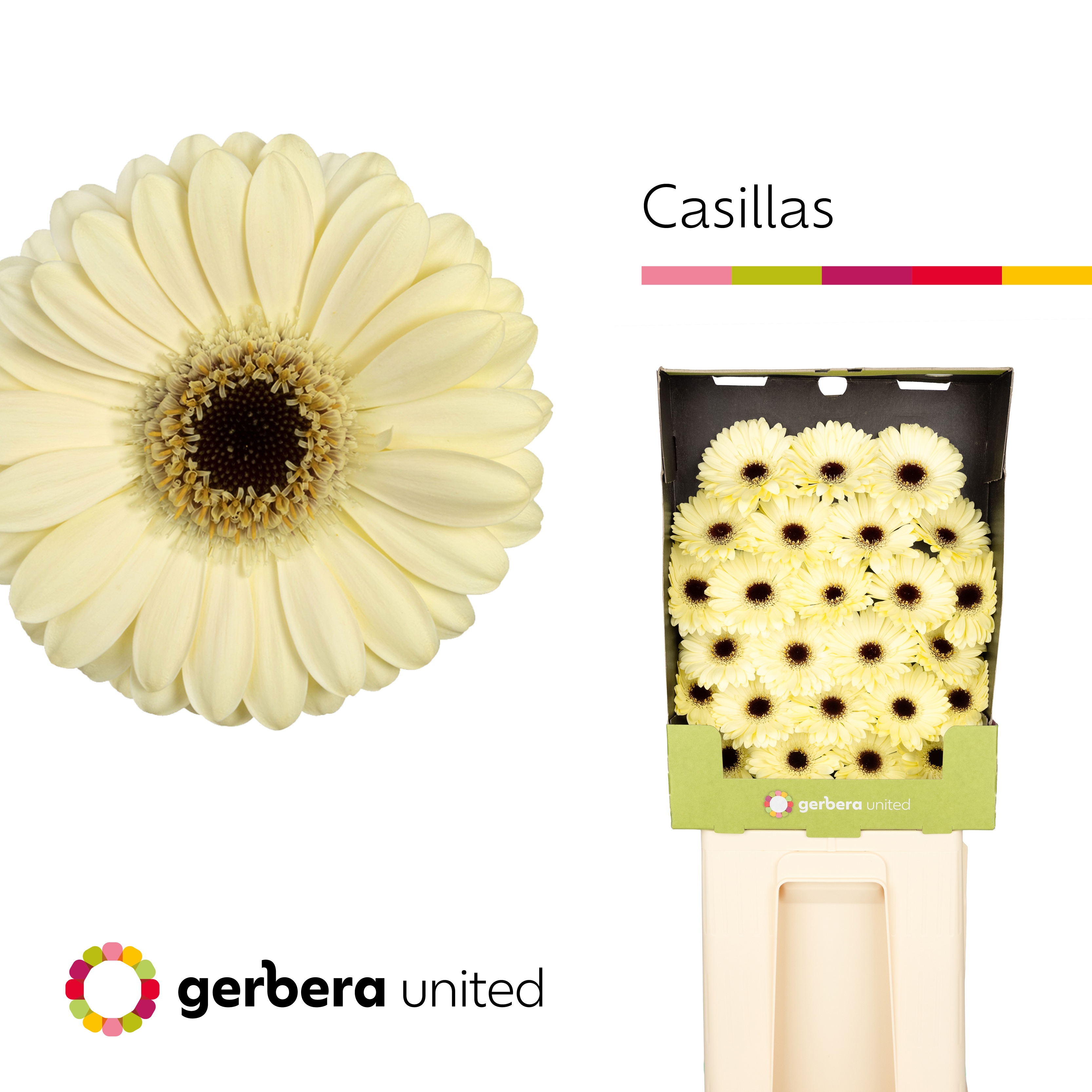 Ge Mi Casillas+