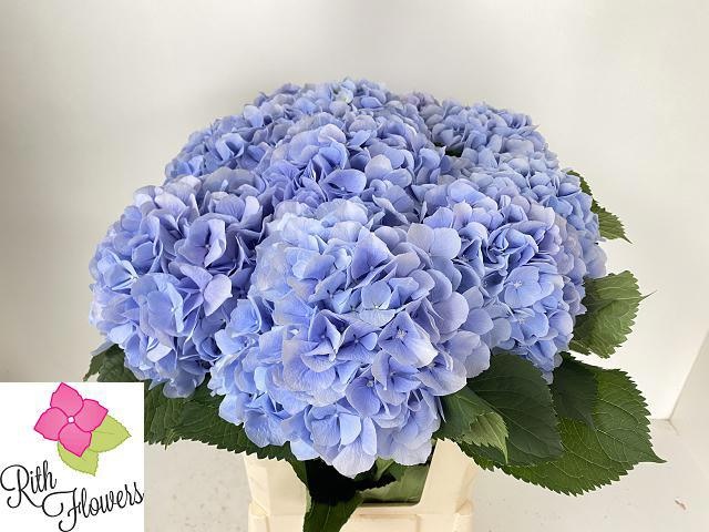 Hydrangea Verena Blue 60cm 18Ø