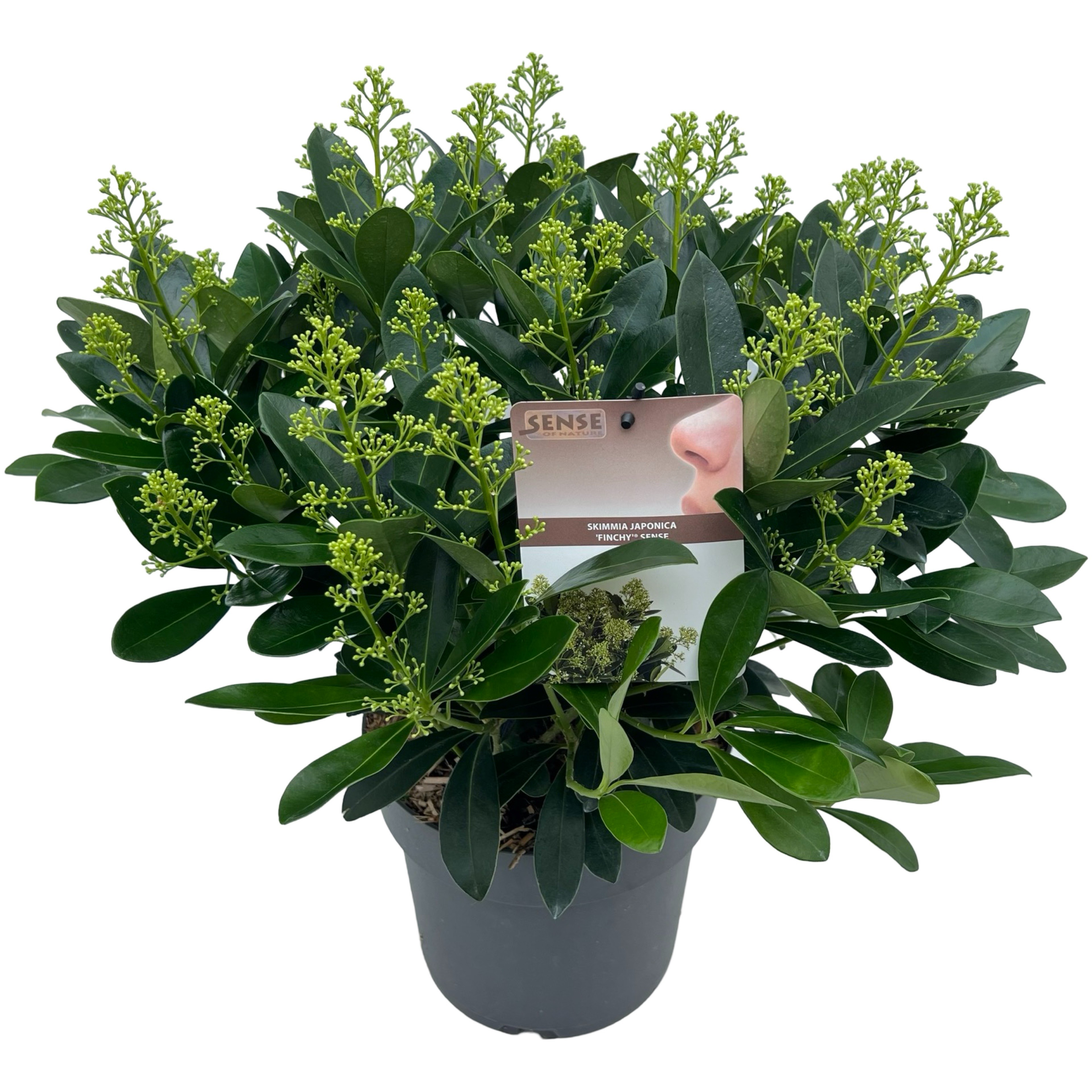 Picture of Skimmia jap. Finchy ® sense P23 (5 Ltr)