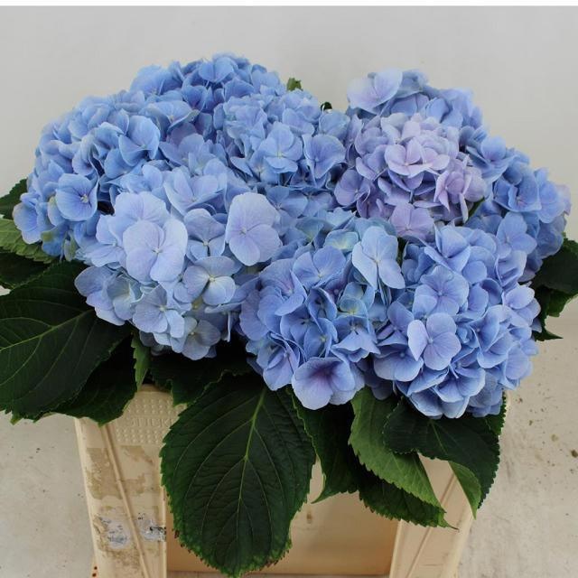Hydrangea Verena Blue 50cm 16Ø