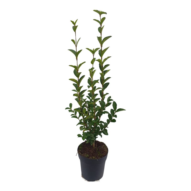 Picture of Ligustrum ovalifolium P17 (2 Ltr) (LOOSE)