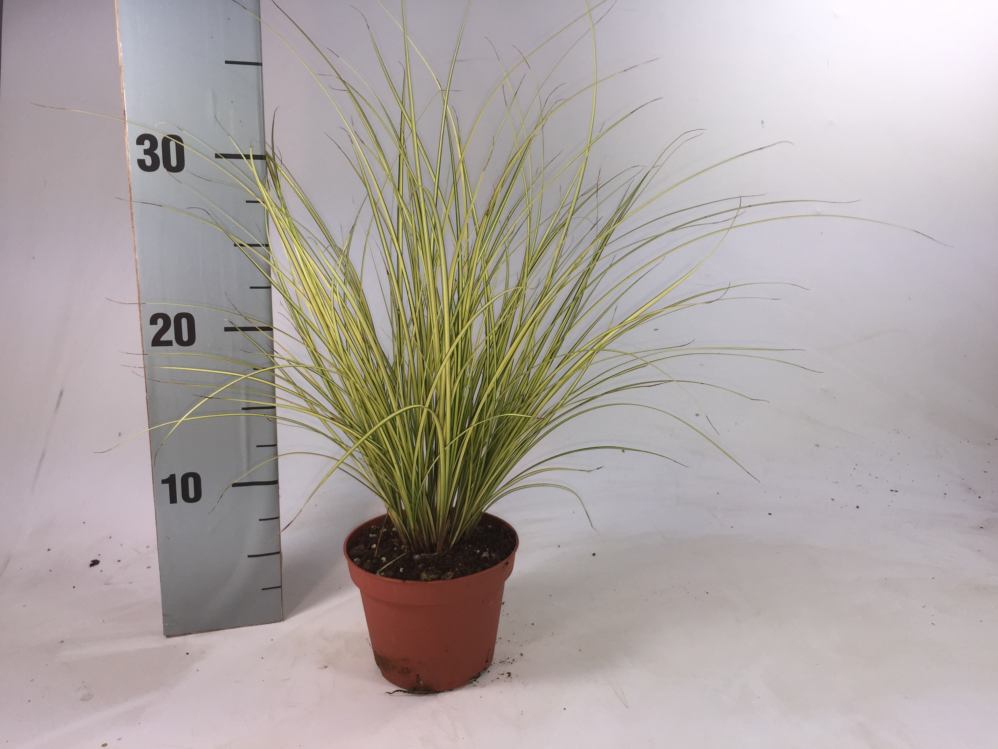 Picture of Carex brunnea Jenneke P8