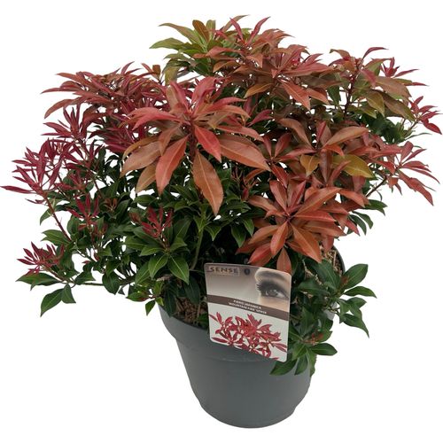 Pieris jap. 'Mountain Fire' sense p27 Asra