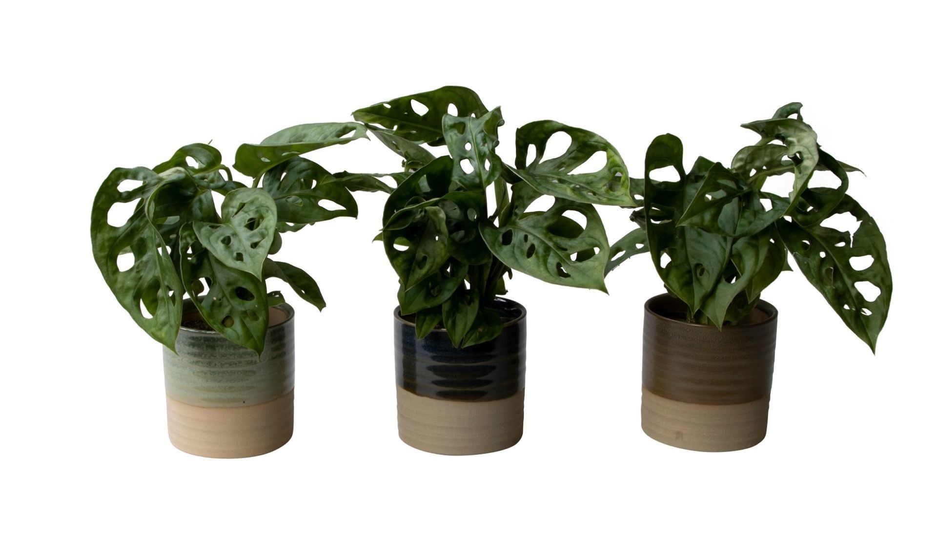 Monstera L 65782 with Monstera