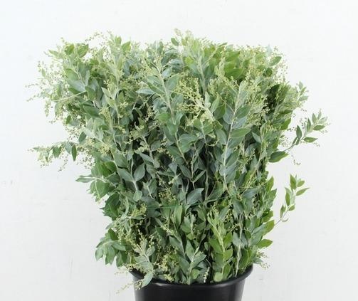 Decogroen Ov 60L.cm