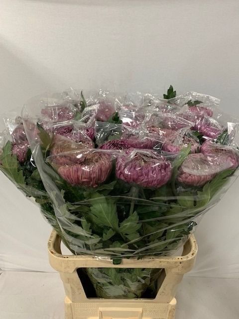 Chr G Bislet Purple 80cm 155gram
