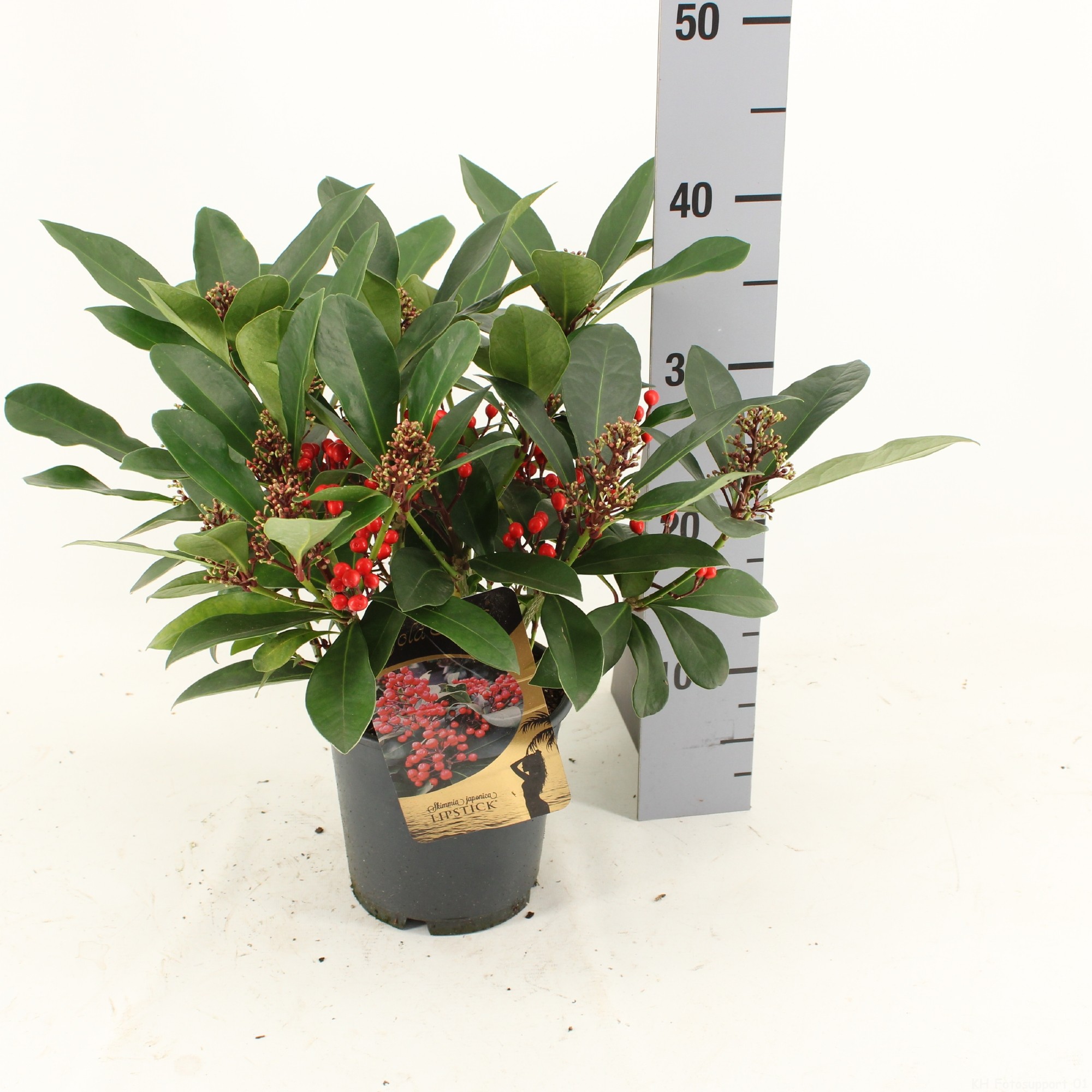 Picture of Skimmia jap. LIPSTICK® met bes en bloem P15