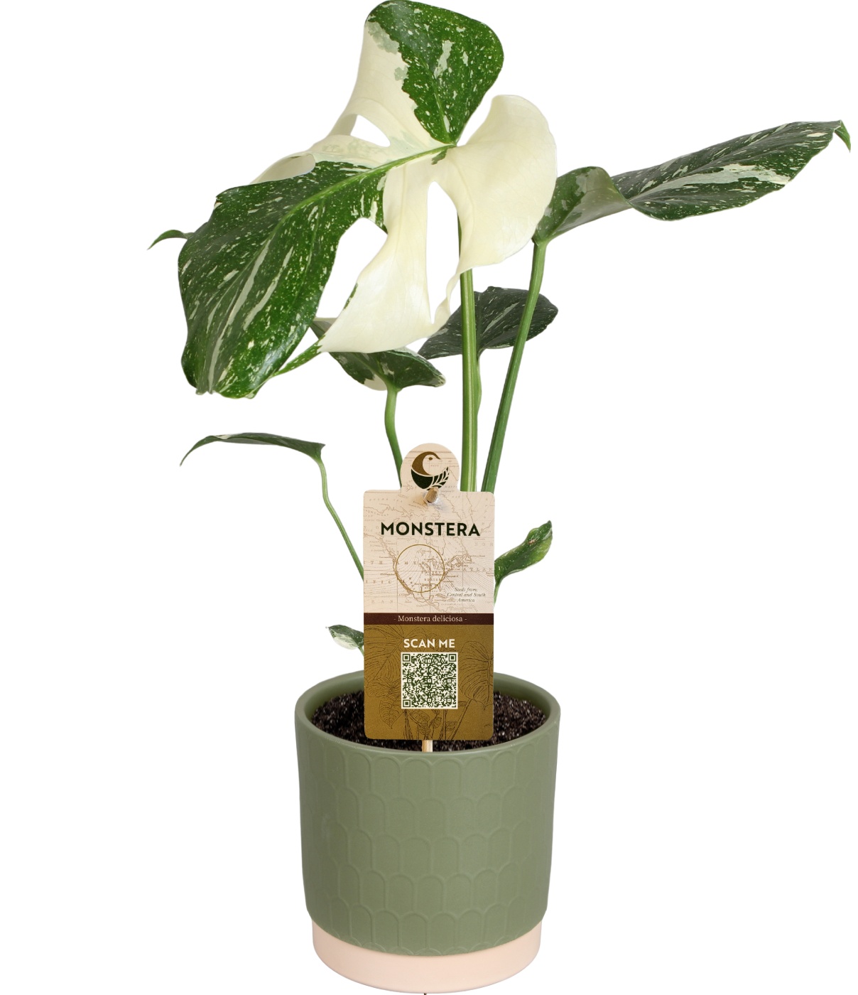 Monstera del. Variegata in Julia mat keramiek