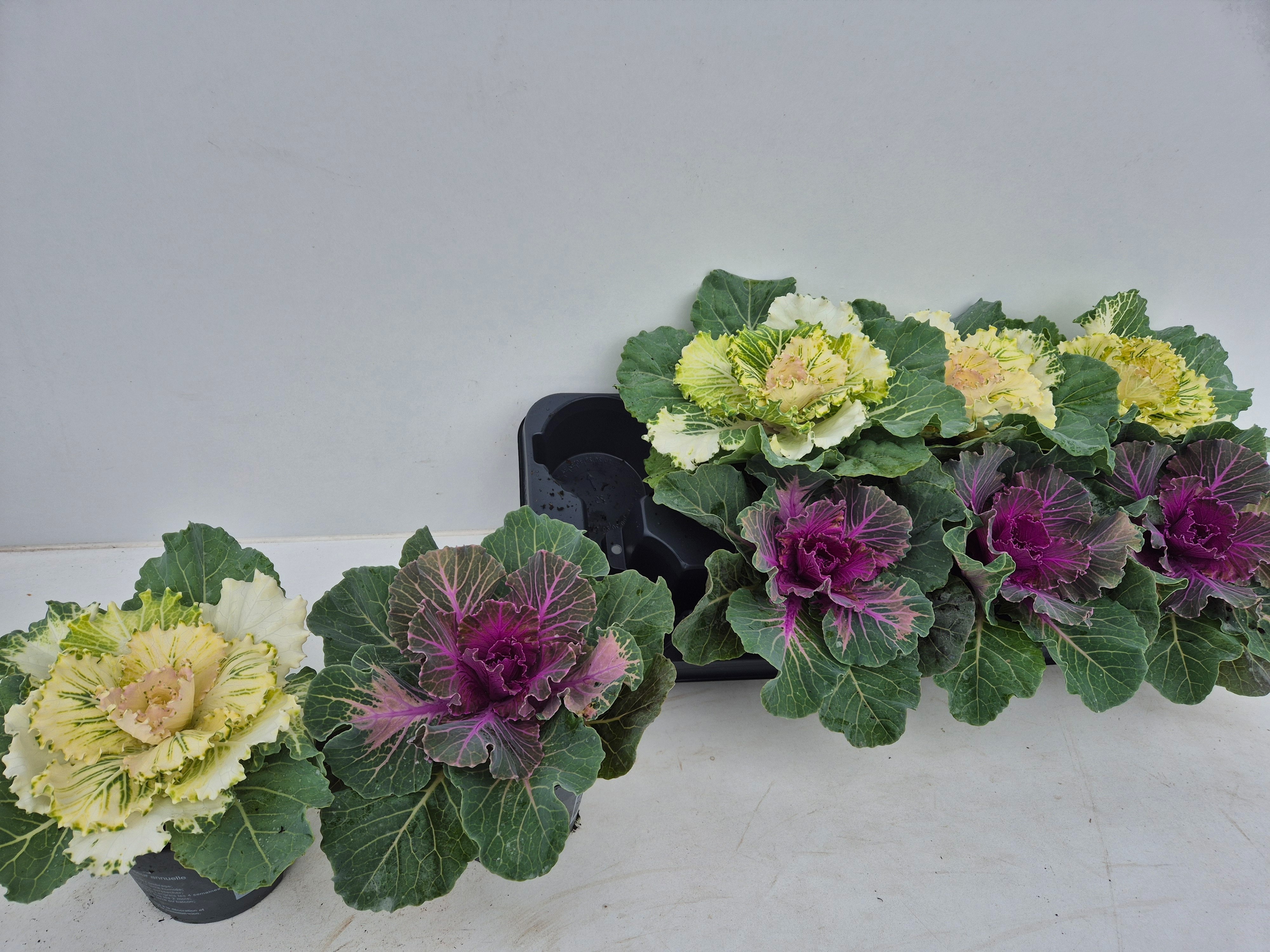 Brassica (SIERKOOL) 12P 15H