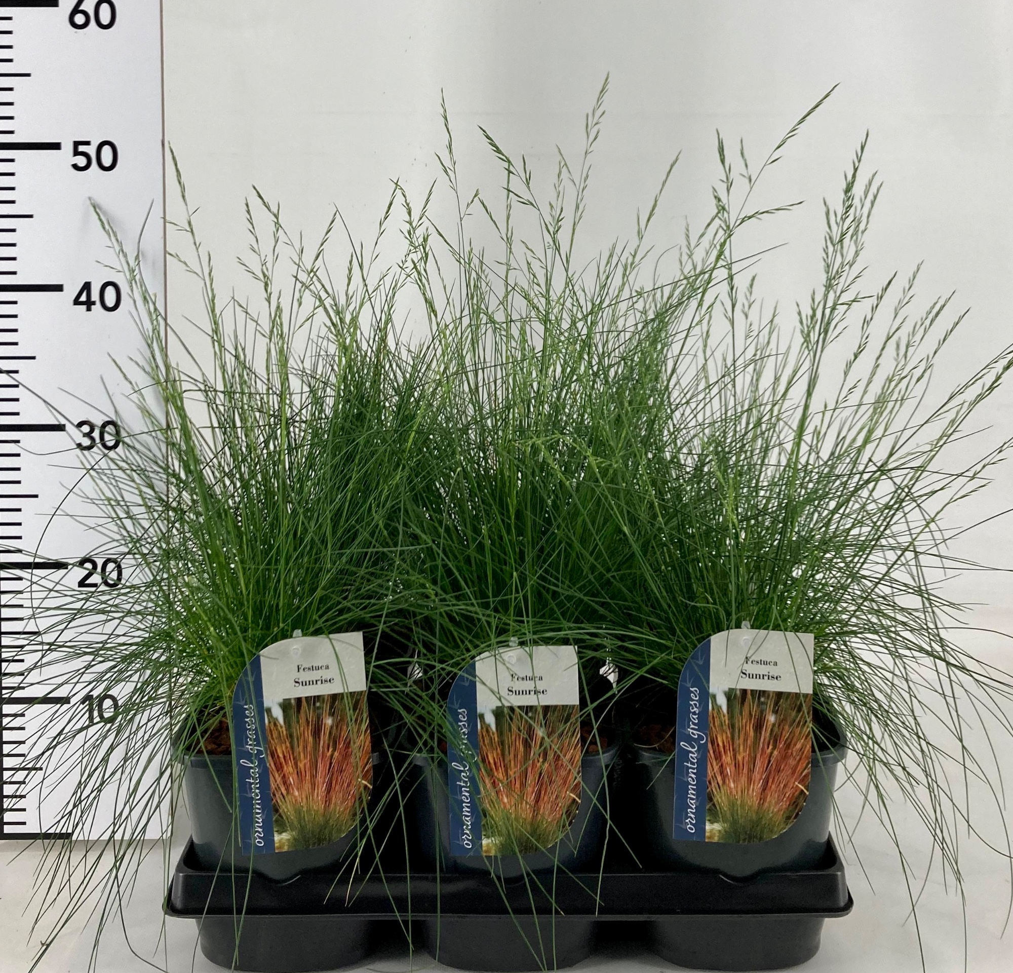 Picture of Festuca Sunrise P17 (2 Ltr)