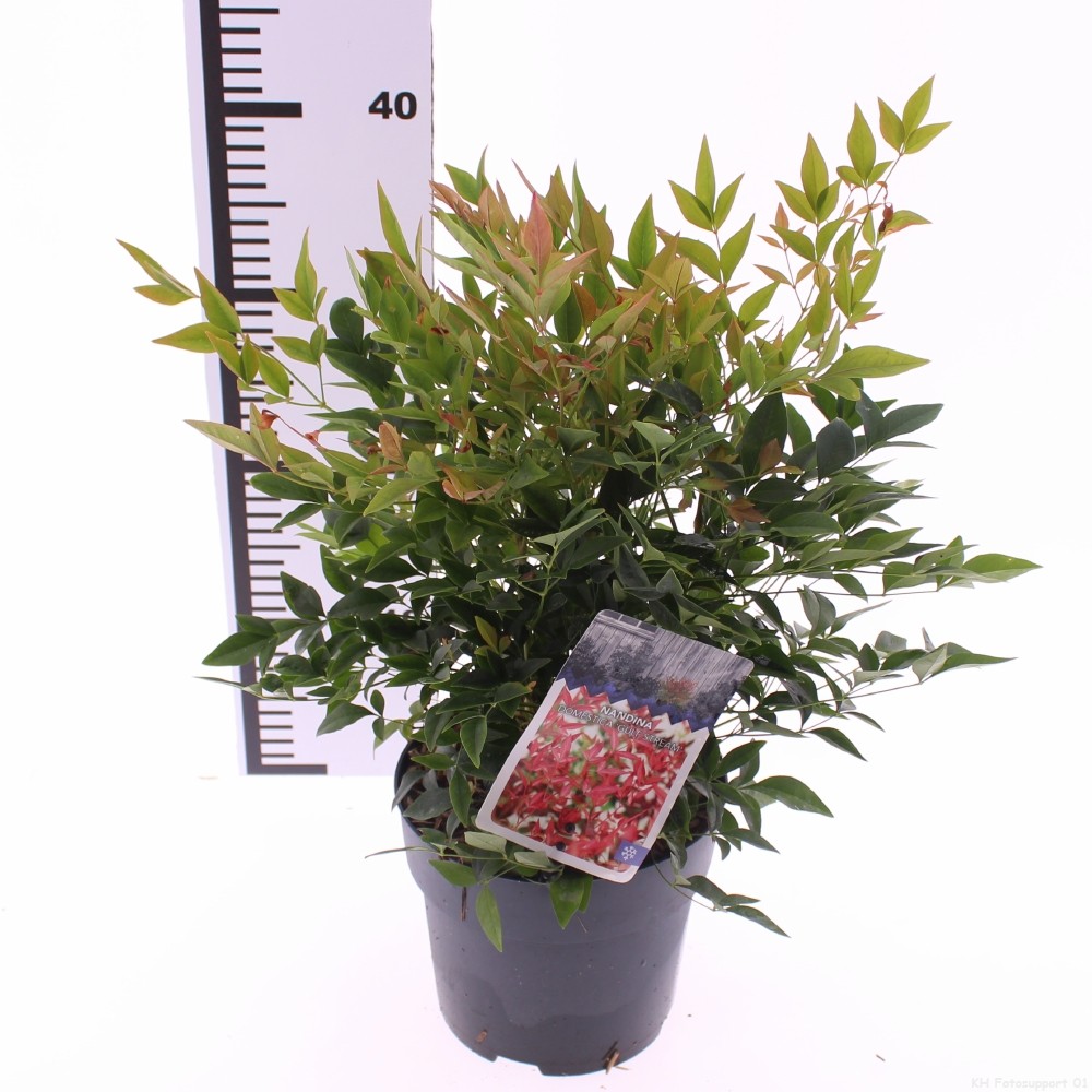 Picture of Nandina domestica 'Gulfstream'