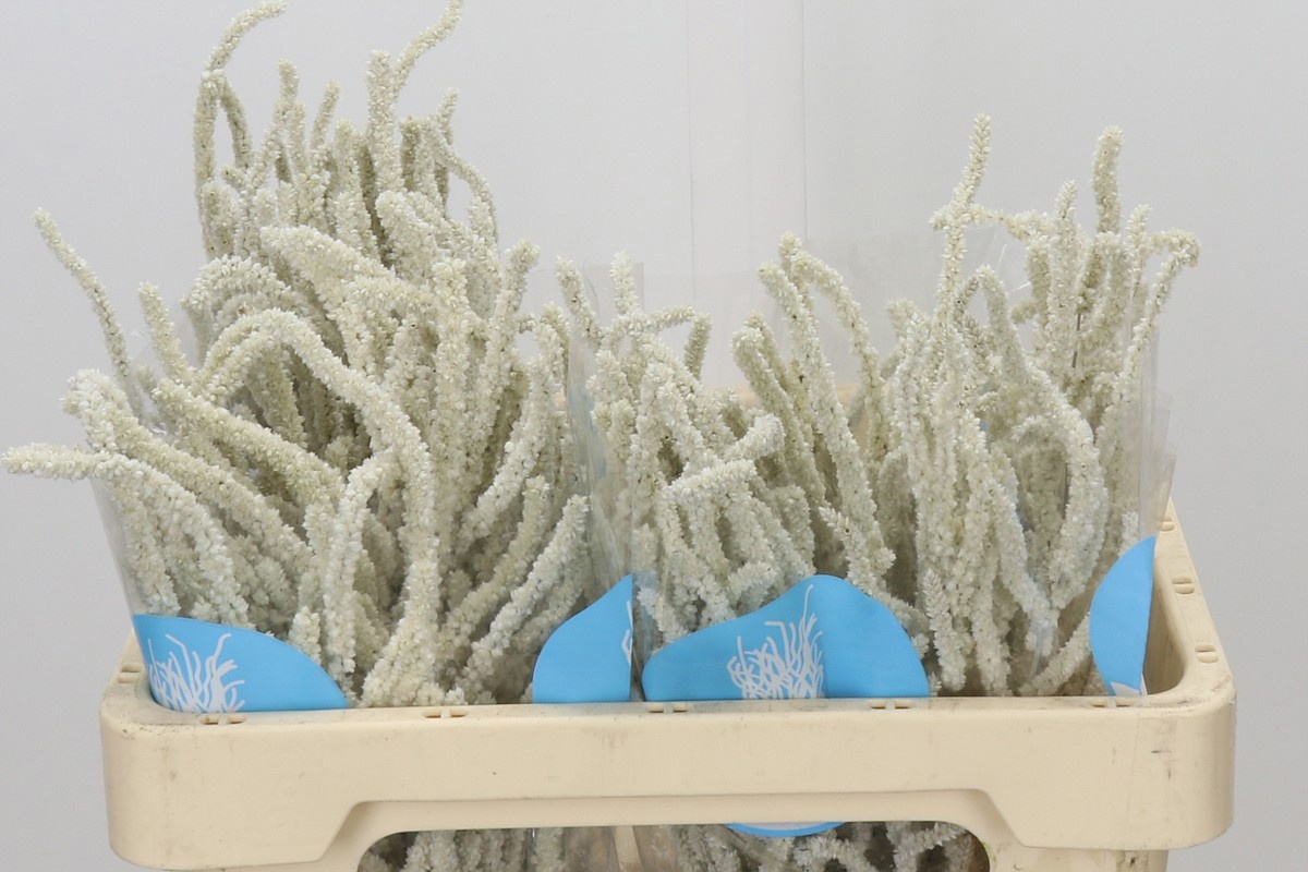 Amaranthus Yearming Desert 50cm